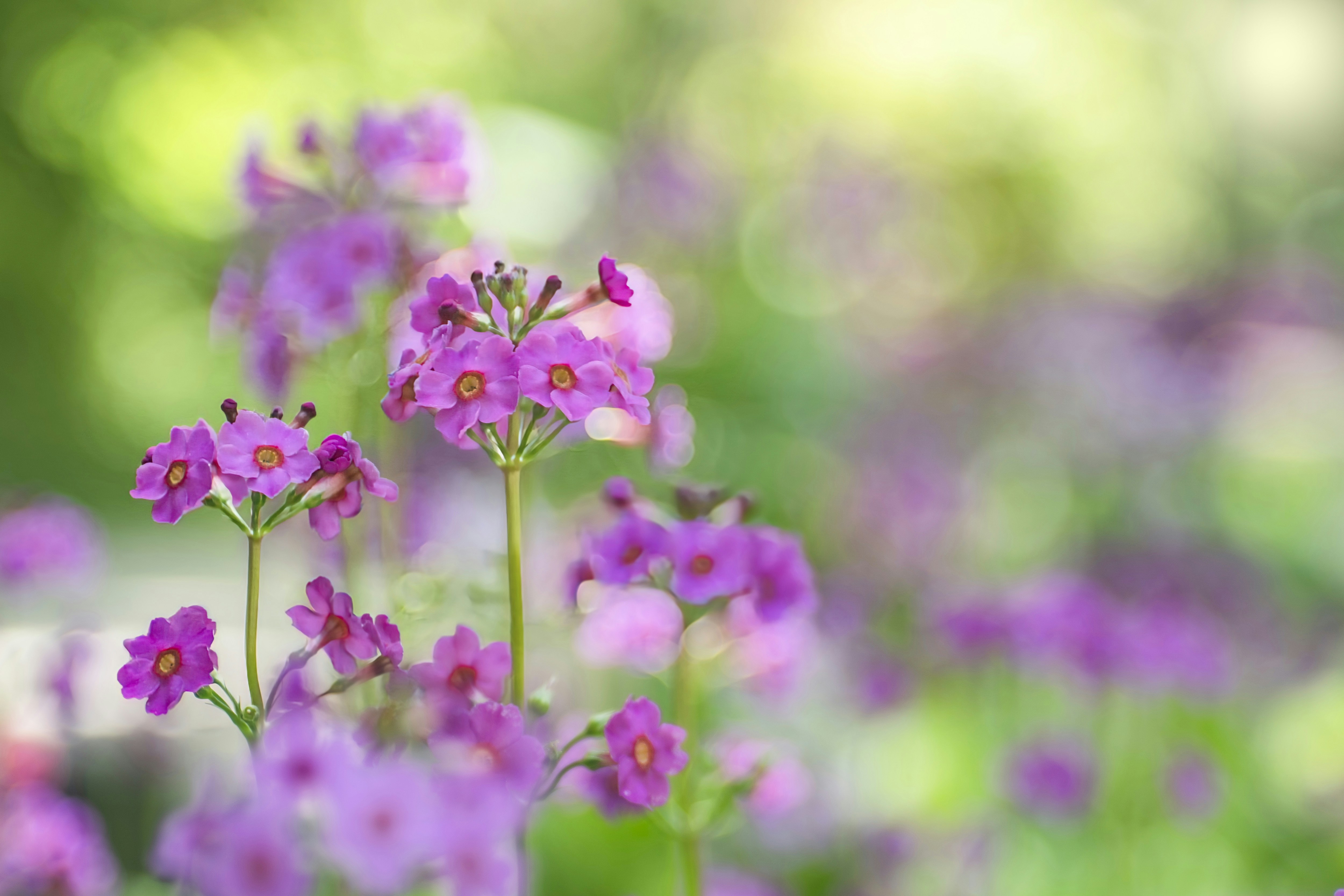 Photo by morningdew_work