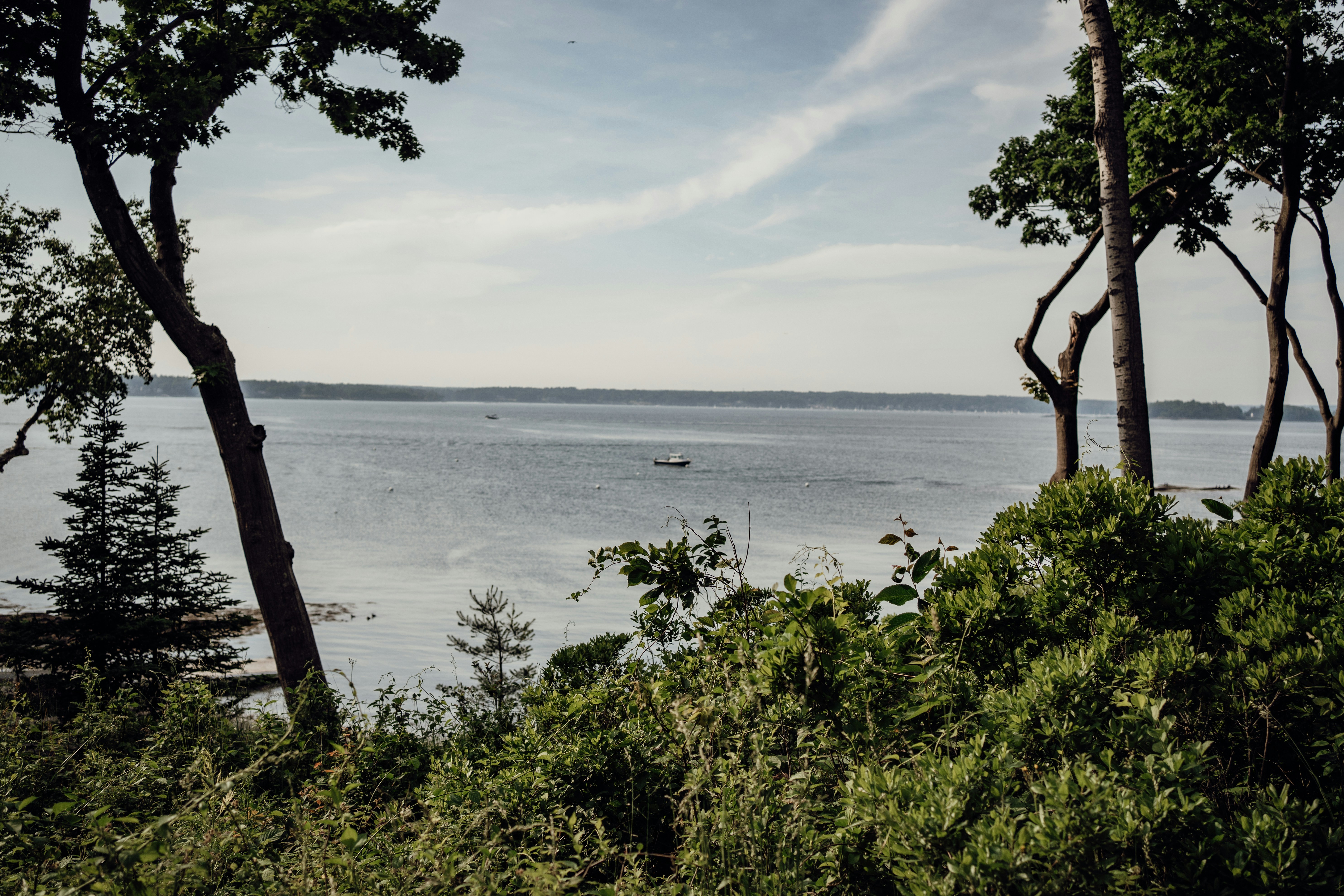 A body of water surrounded by trees and grass
