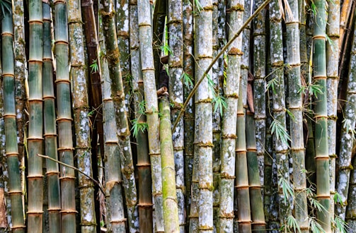 A group of tall bamboo trees in a forest