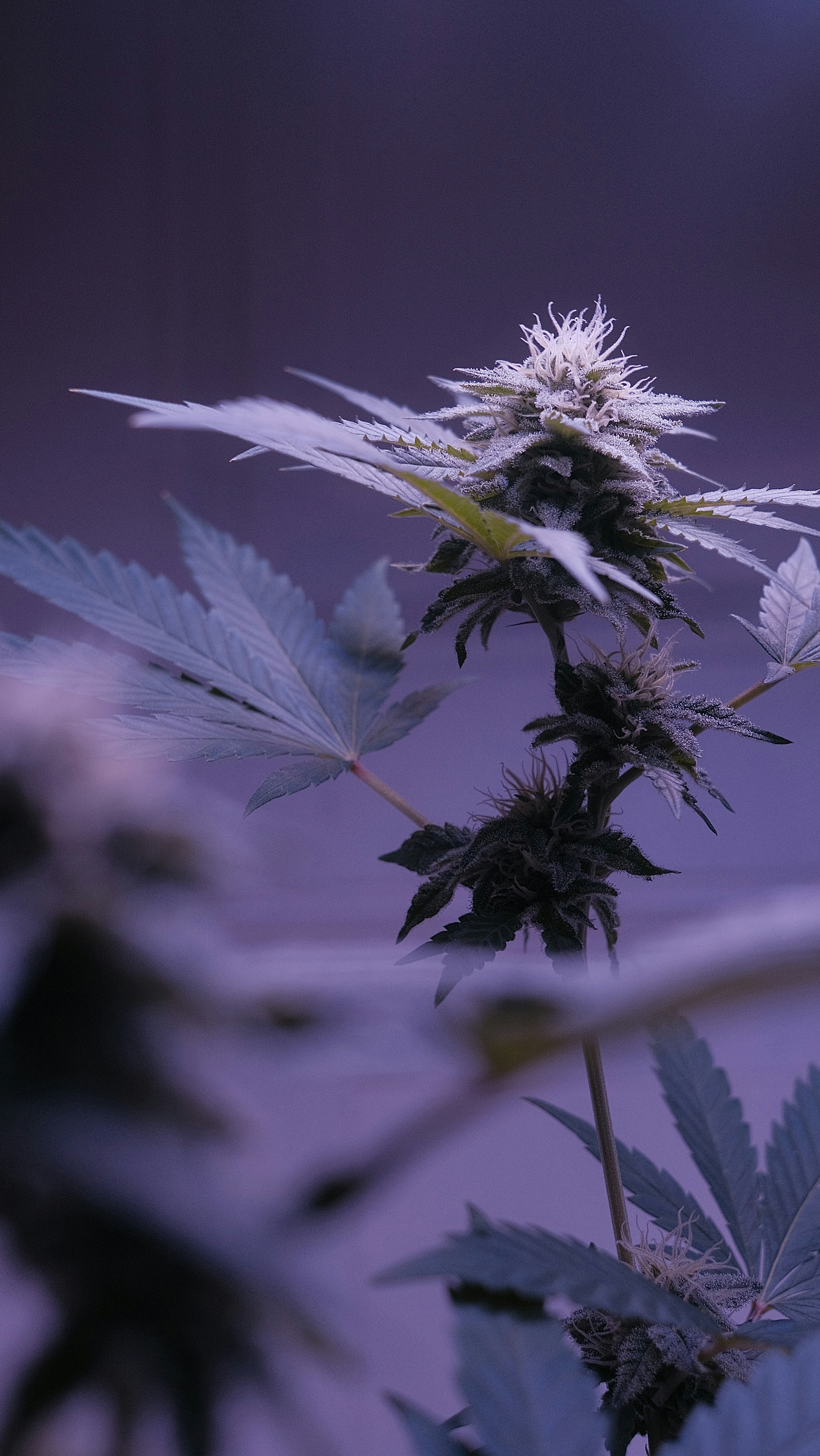 A close up of a flower on a plant