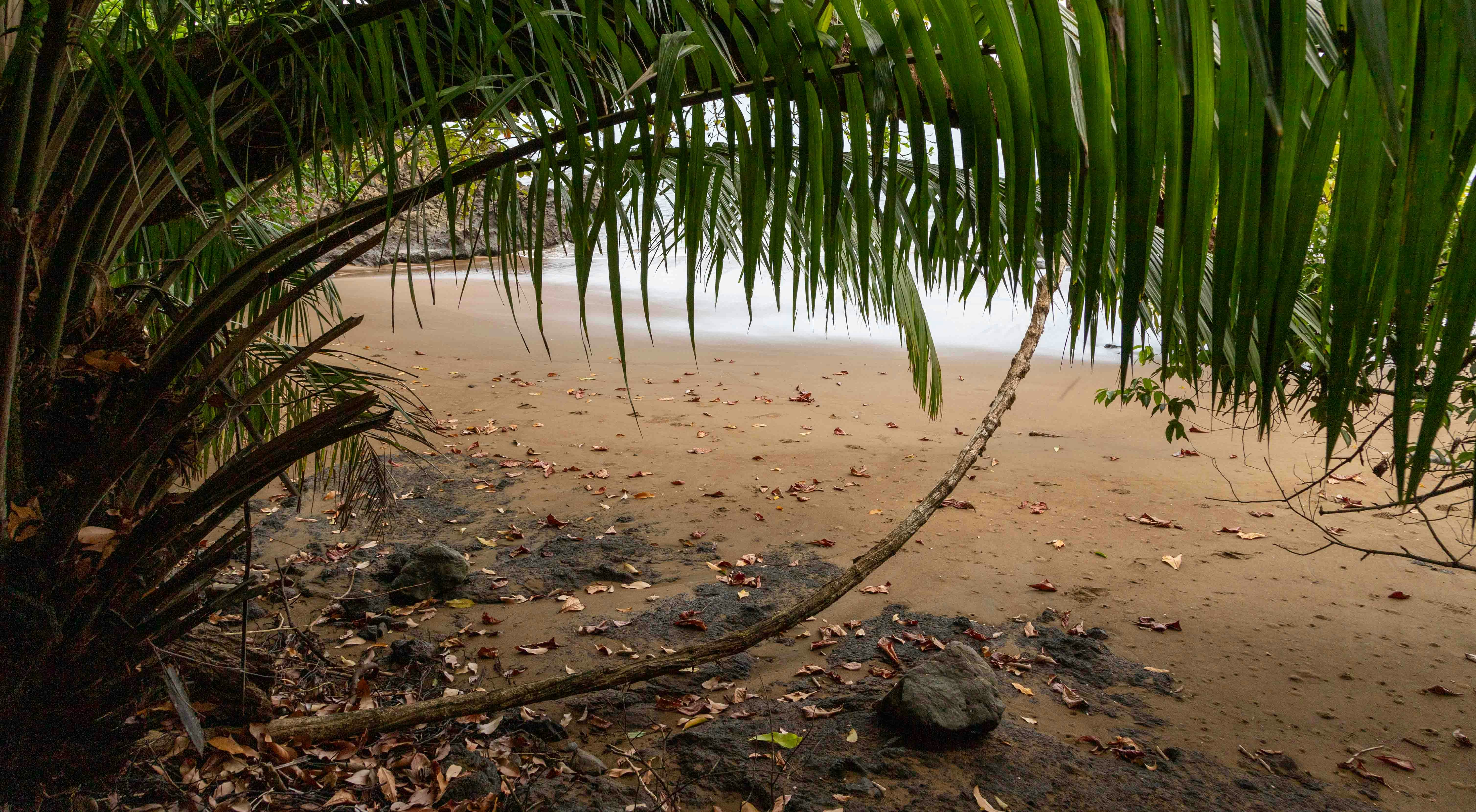 A view of a beach through a palm tree