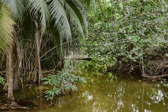 Forêt tropicale marécageuse illustrant l’écosystème des tourbières du bassin du Congo