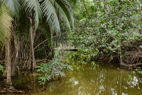Forêt tropicale marécageuse illustrant l’écosystème des tourbières du bassin du Congo