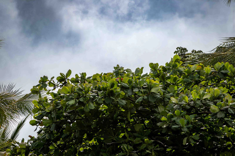 Hedge and trim work
