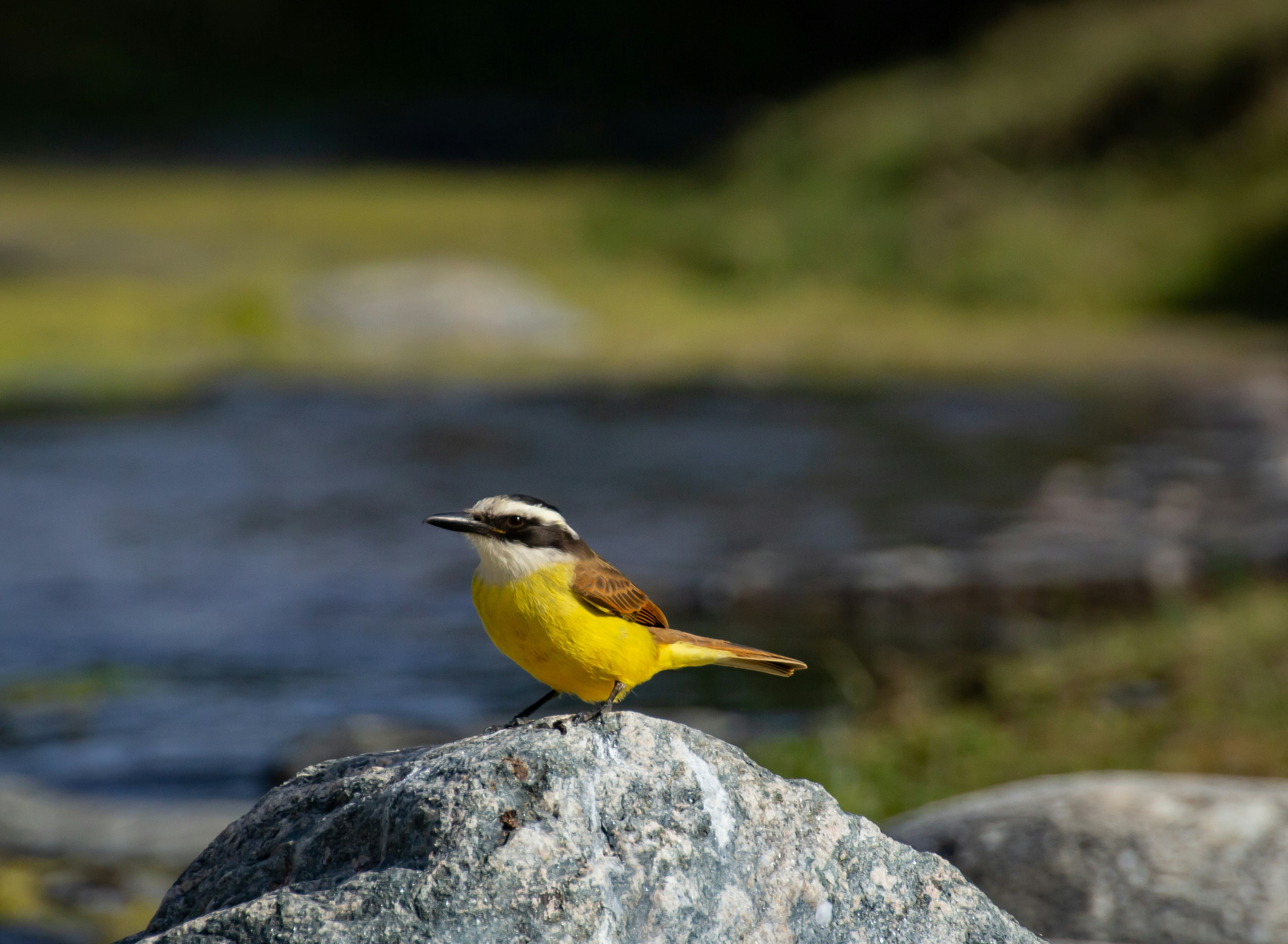 A small bird sitting on top of a rock