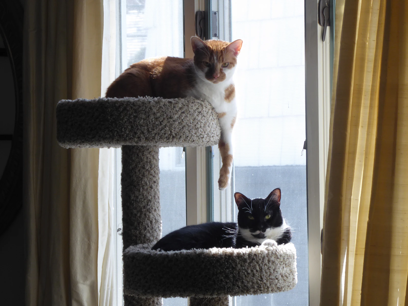 Cat Trees for Indoor Enrichment: Vertical Territory, Not Furniture