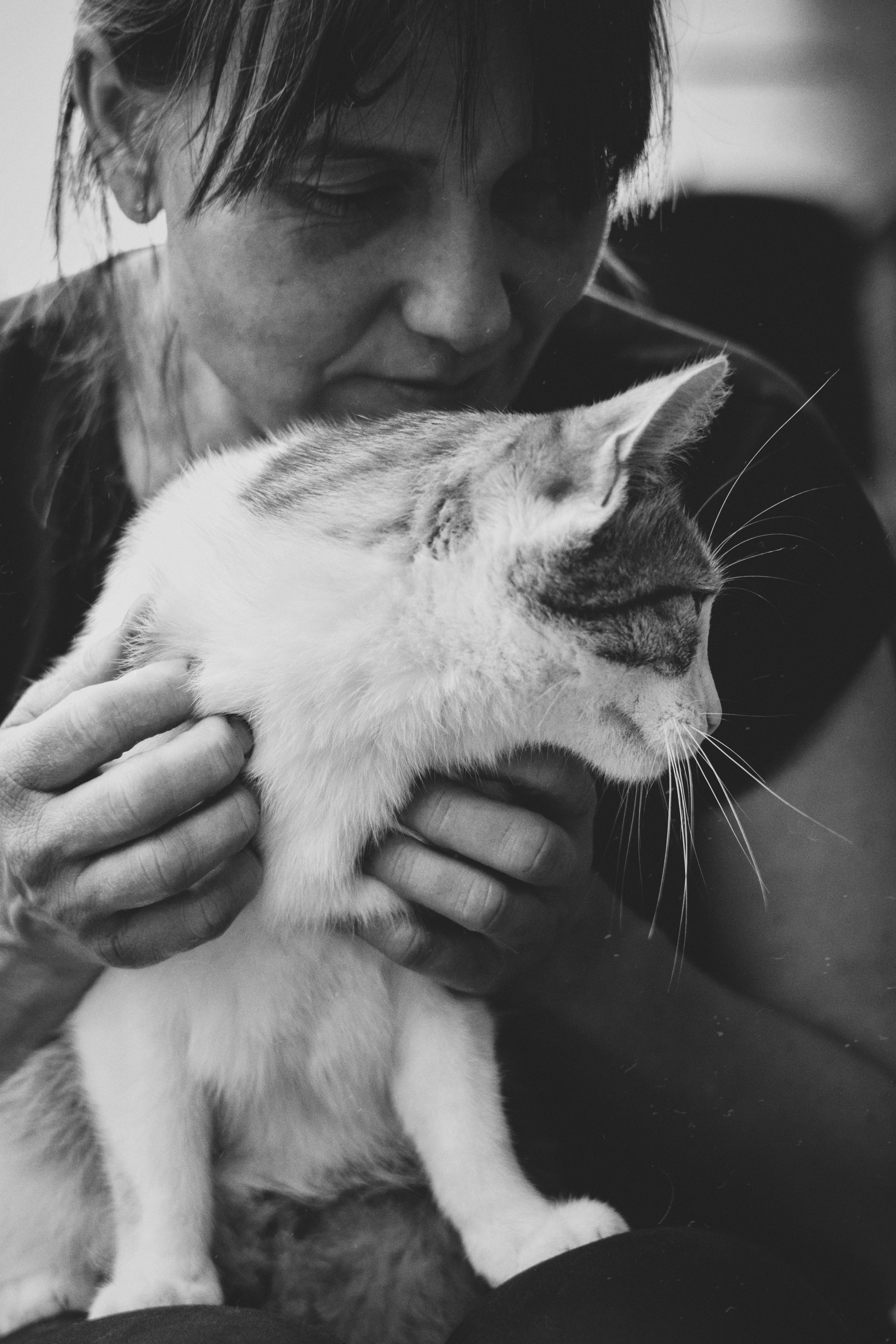 How Cats Perceive Human Emotions (image credits: unsplash)