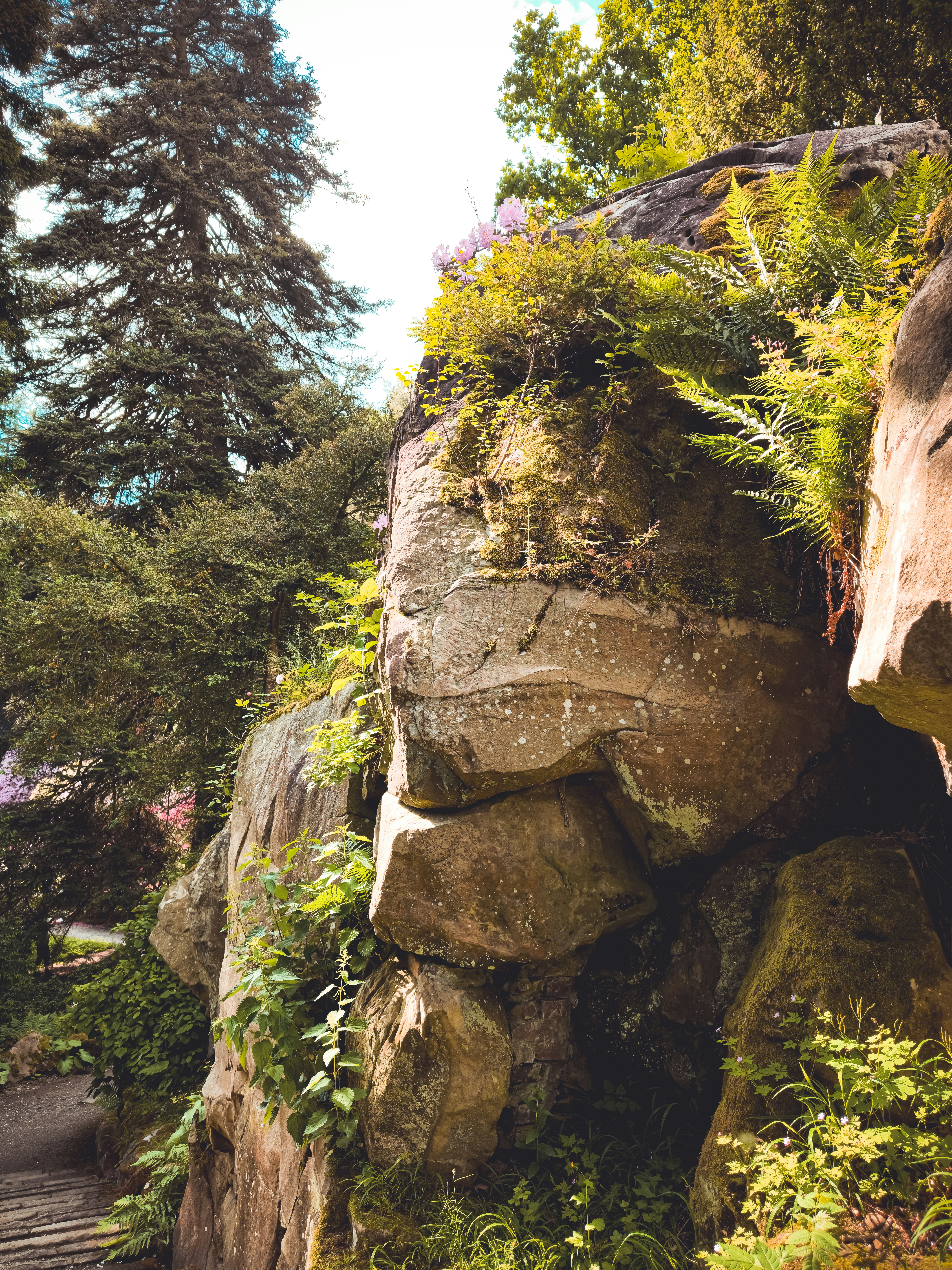 Ein großer Felsen, aus dem Pflanzen wachsen