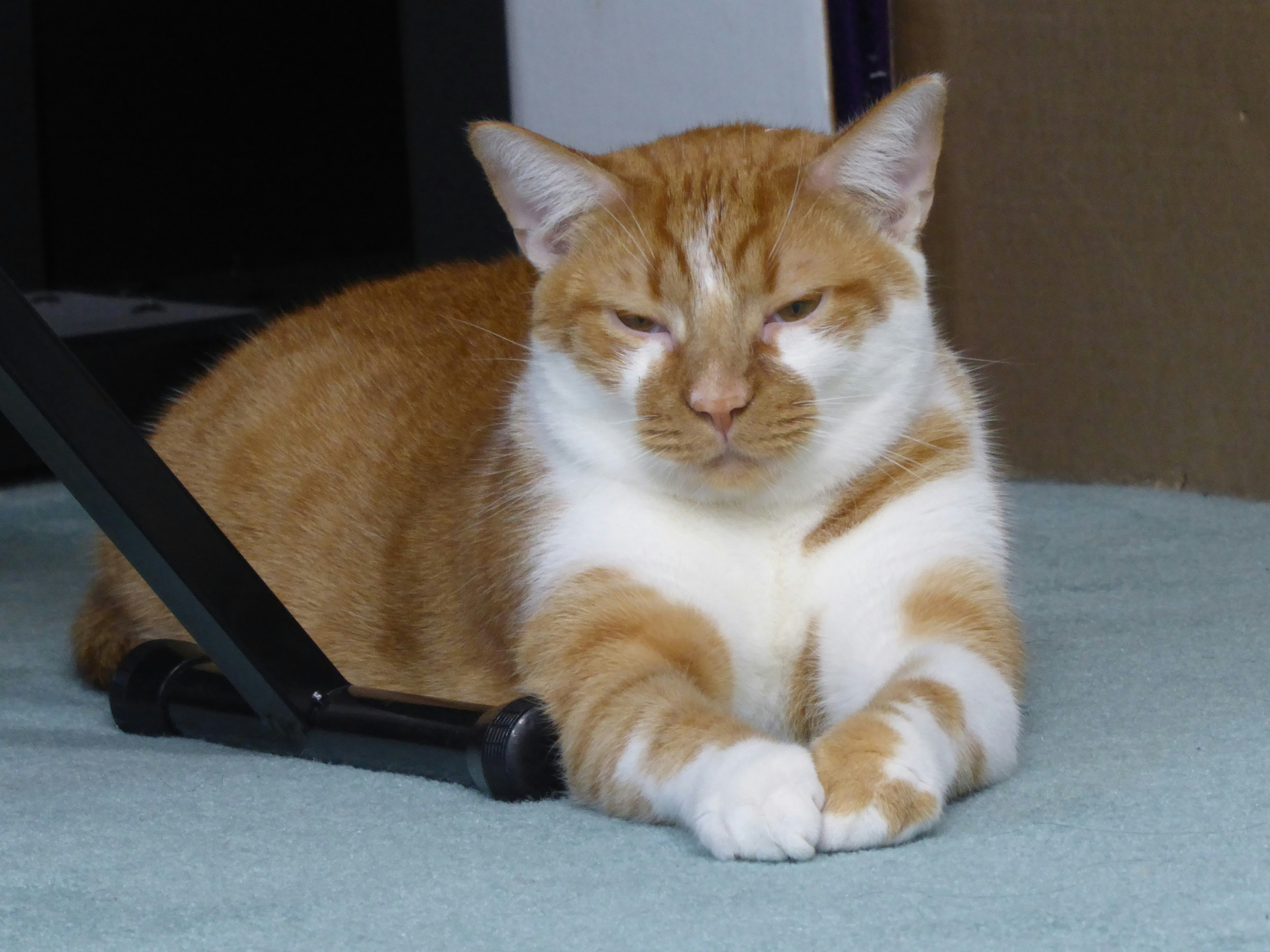 Whisker Fatigue (image credits: unsplash)