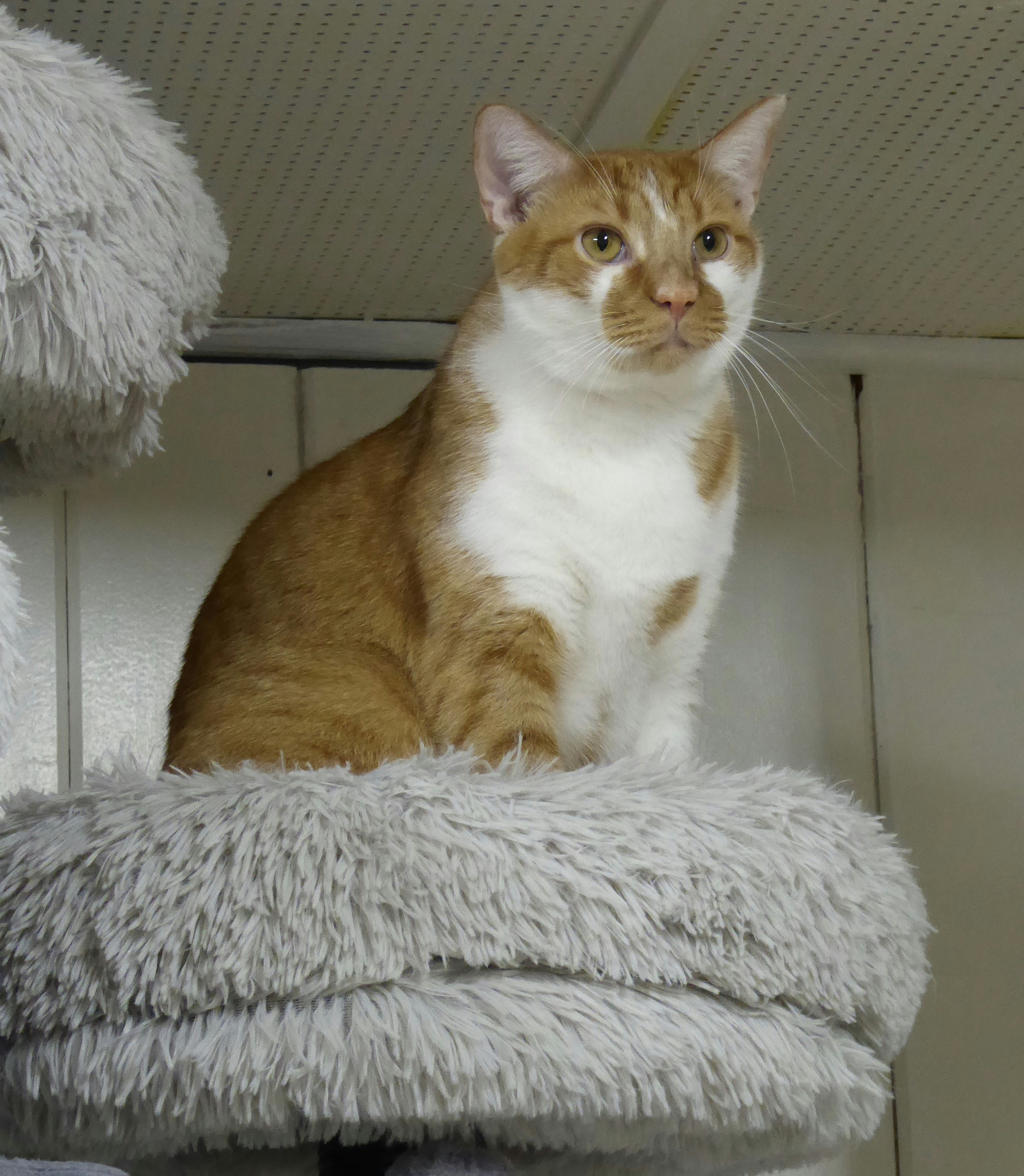 American Shorthair: The Reliable Companion (image credits: unsplash)