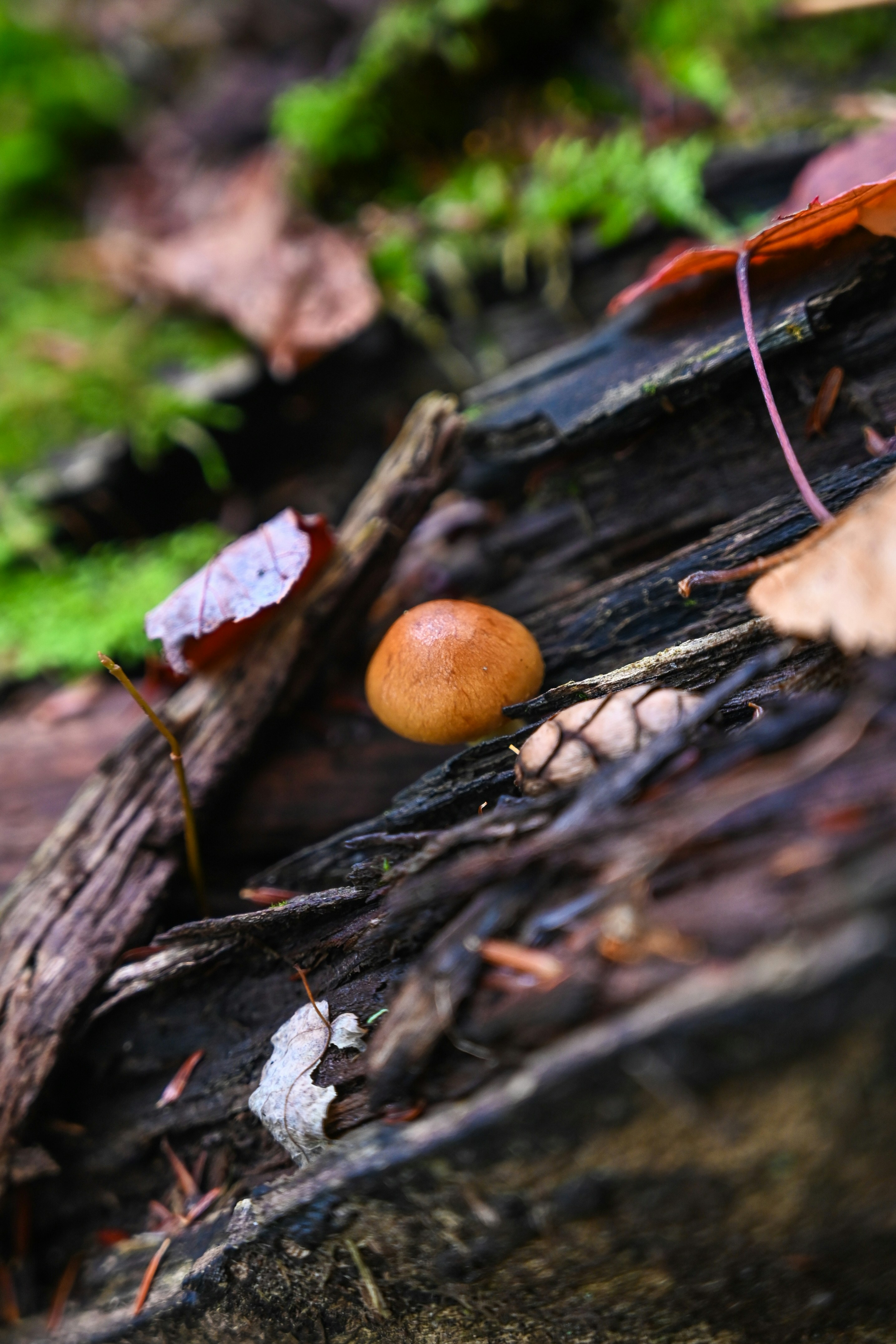 Photo by starsraining