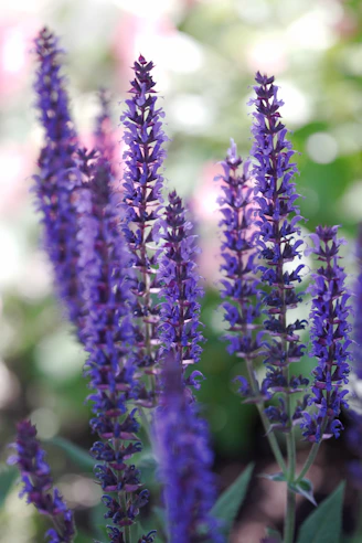 A bunch of purple flowers in a garden
