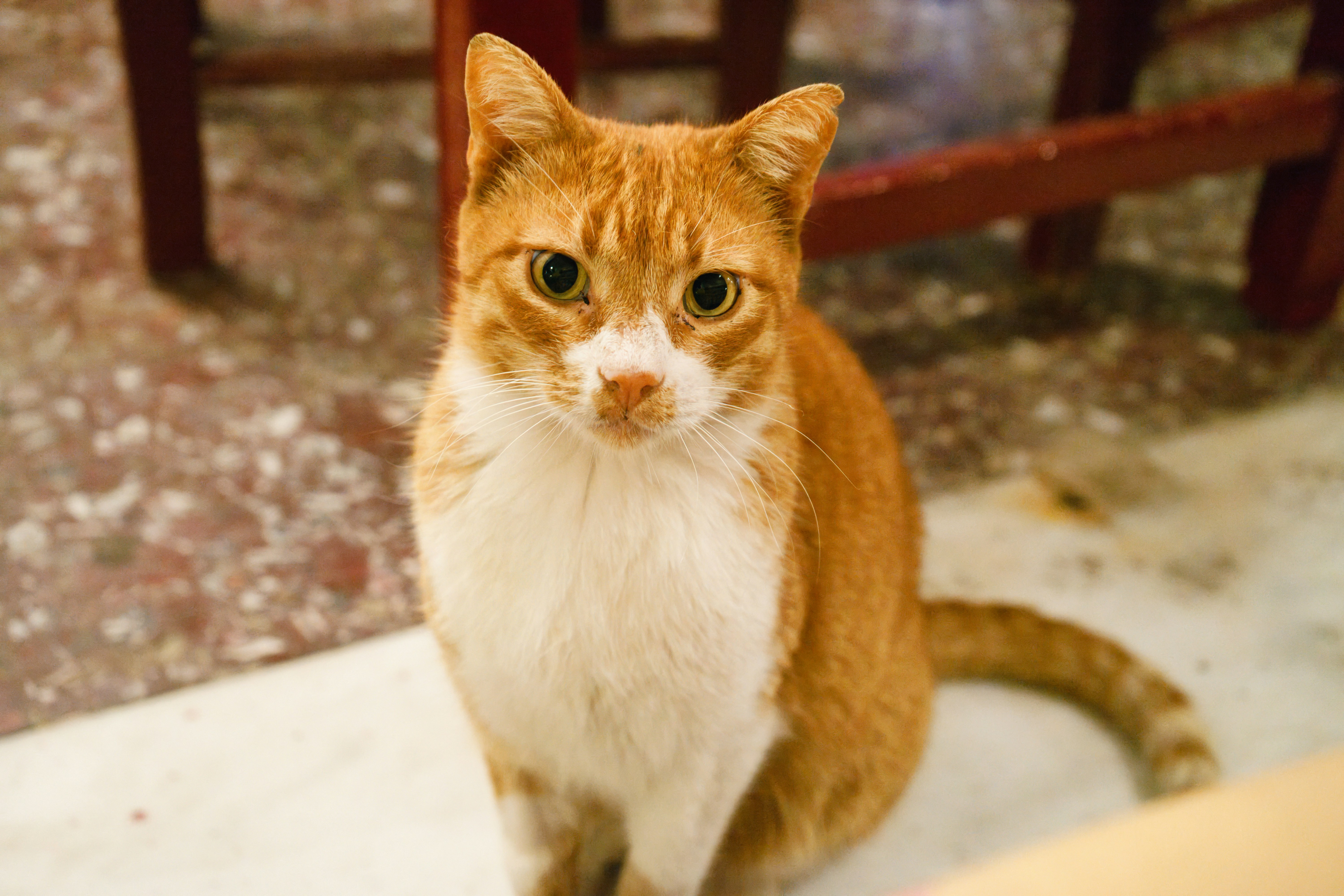 Eine orange-weiße Katze, die auf dem Boden sitzt