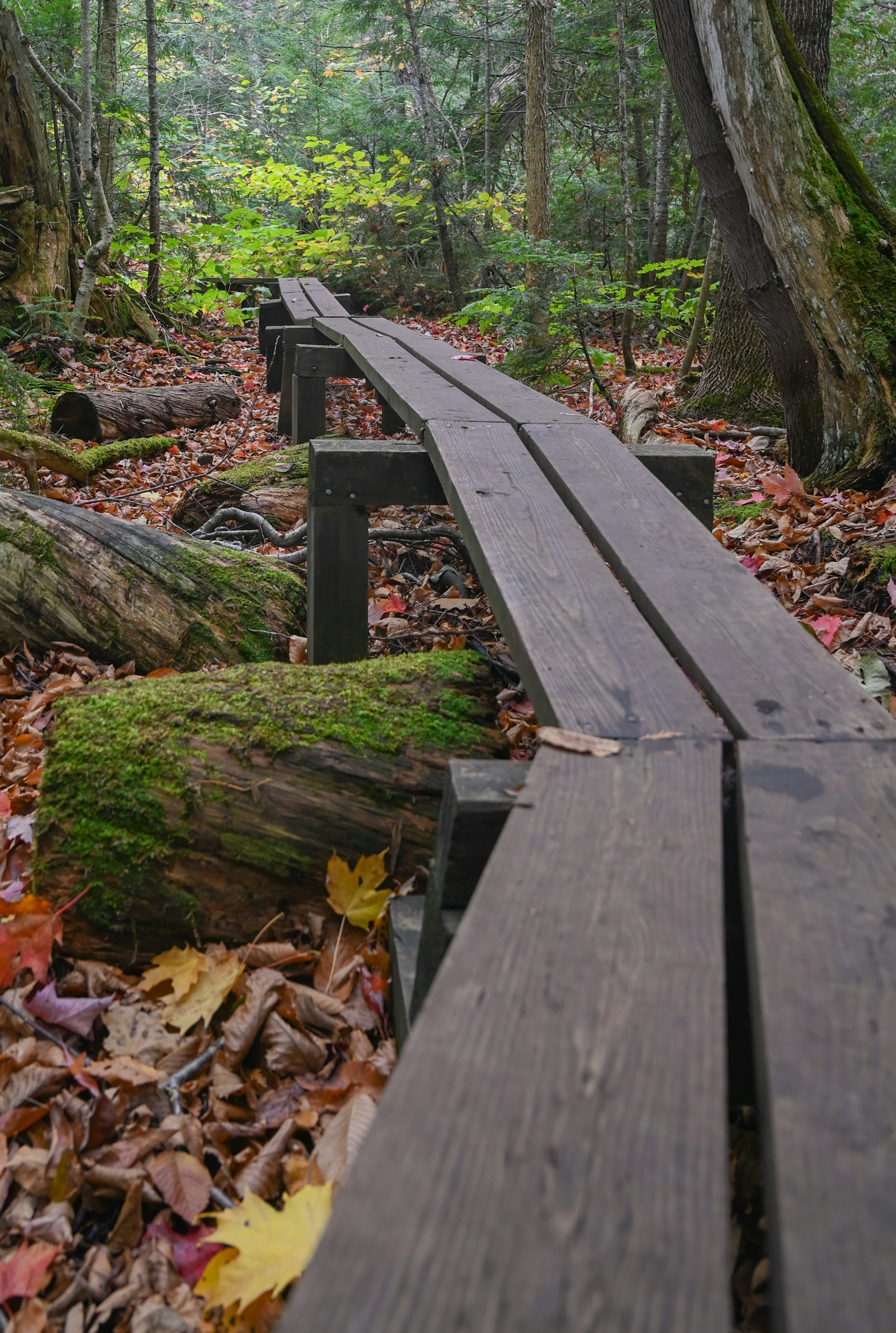 A person hiking in a lush green forest.
