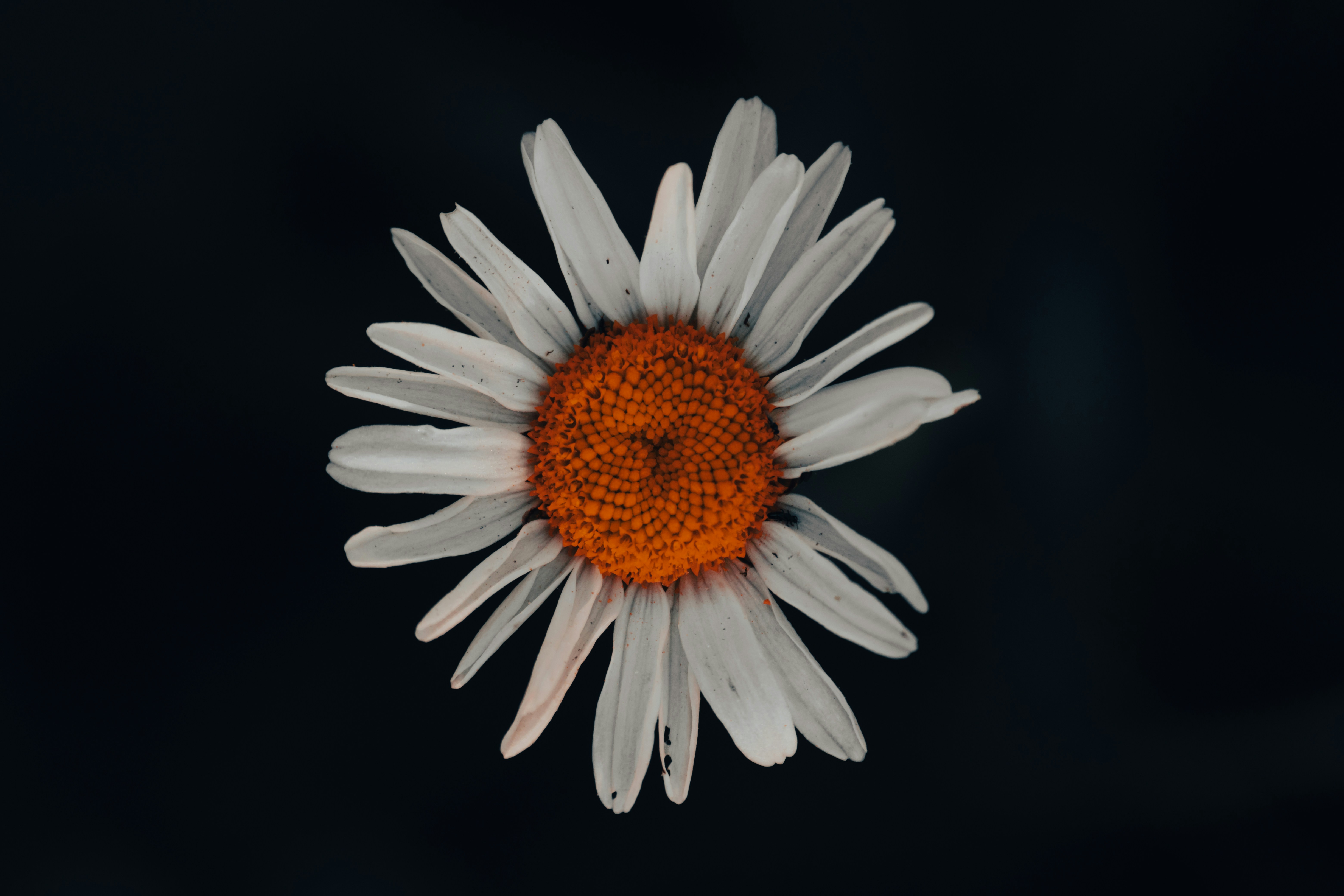 Photo by hellaren