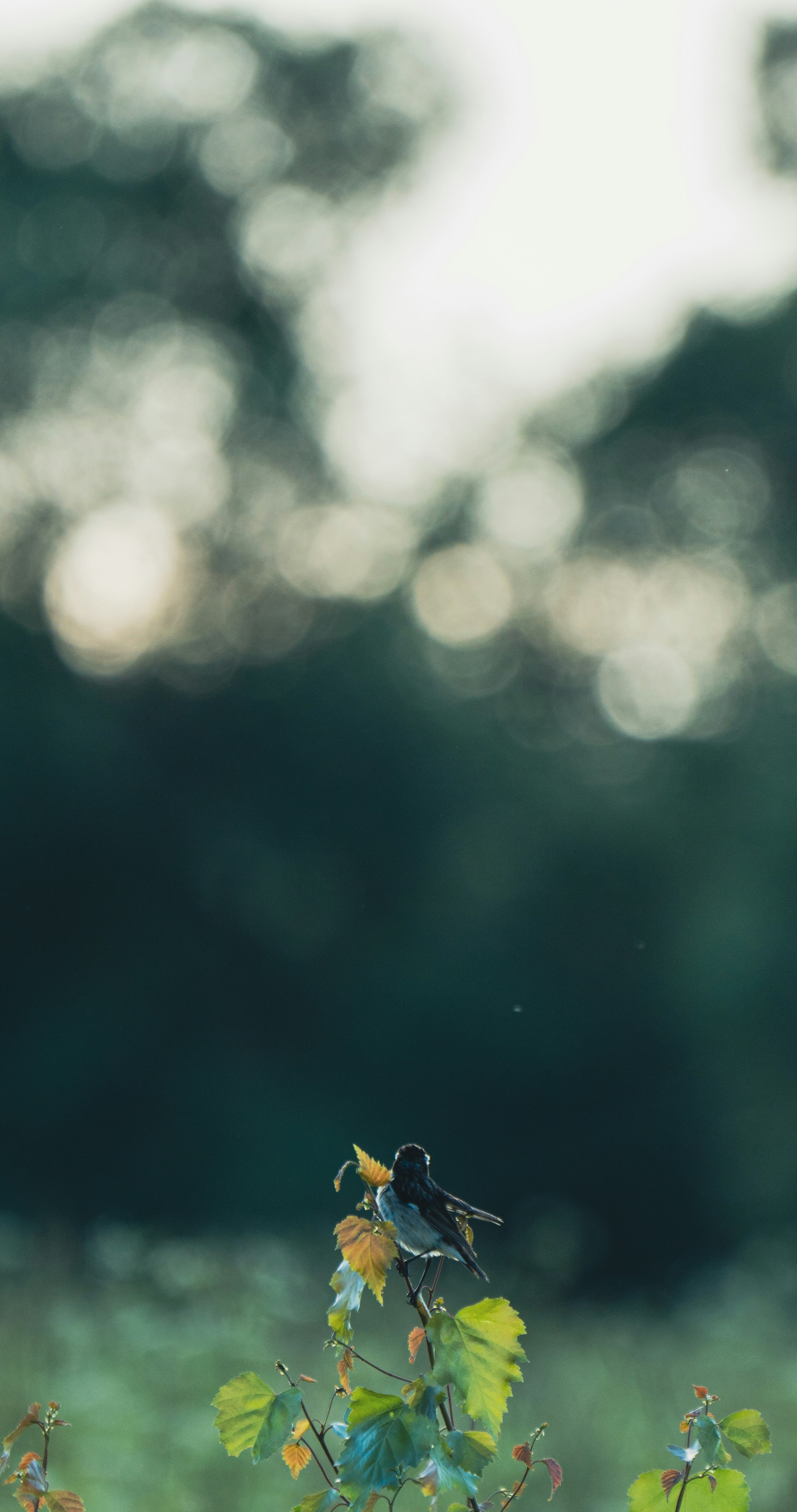 photo-1719002906692-32dcef8010e7?ixid=M3wxMjA3fDB8MXxzZWFyY2h8M3x8a29udG9sfGVufDB8fHx8MTc0NDIxMjQ1Nnww\u0026ixlib=rb-4.0.3