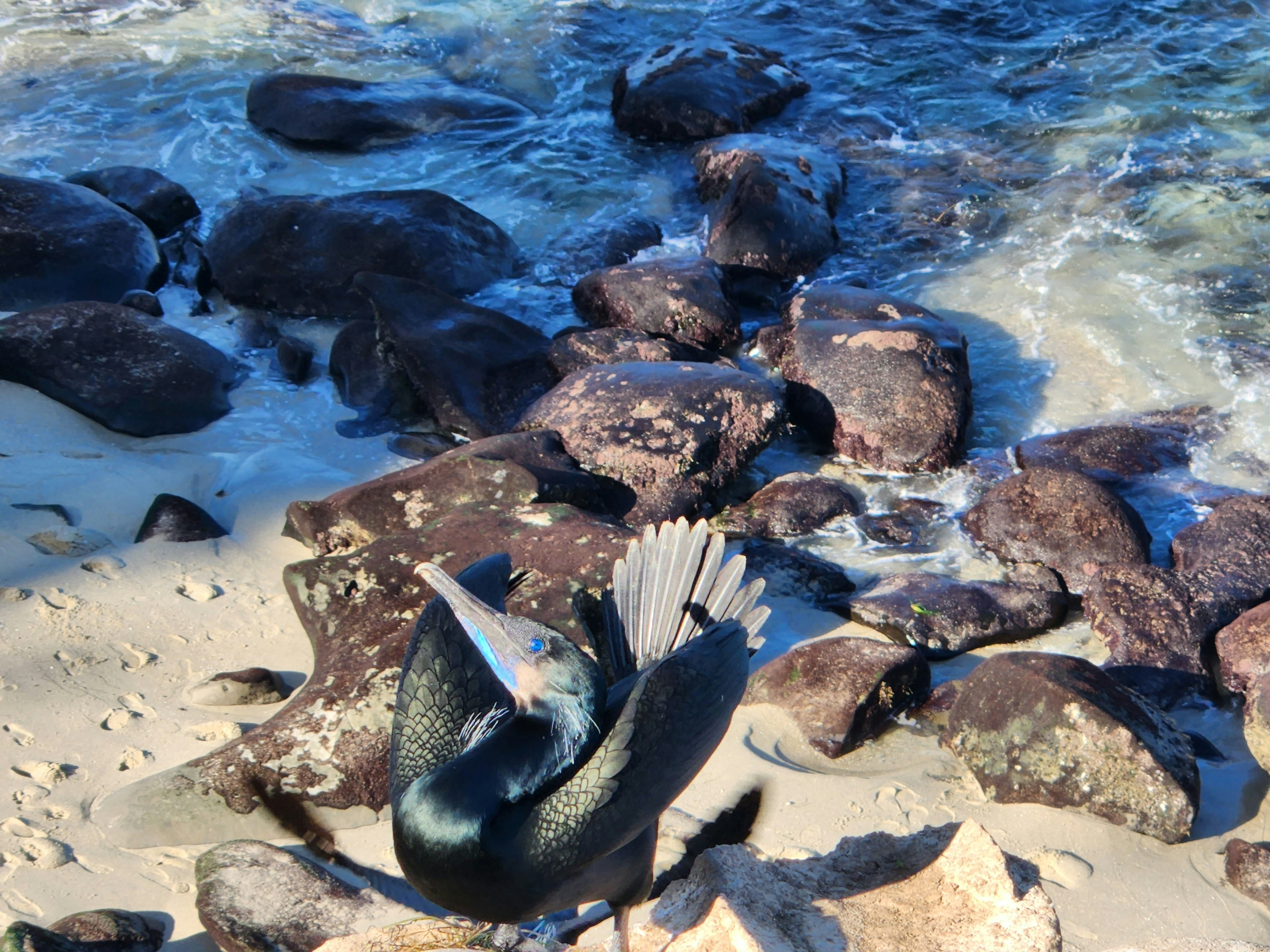 A bird is sitting on some rocks by the water photo – Free Rock Image on ...