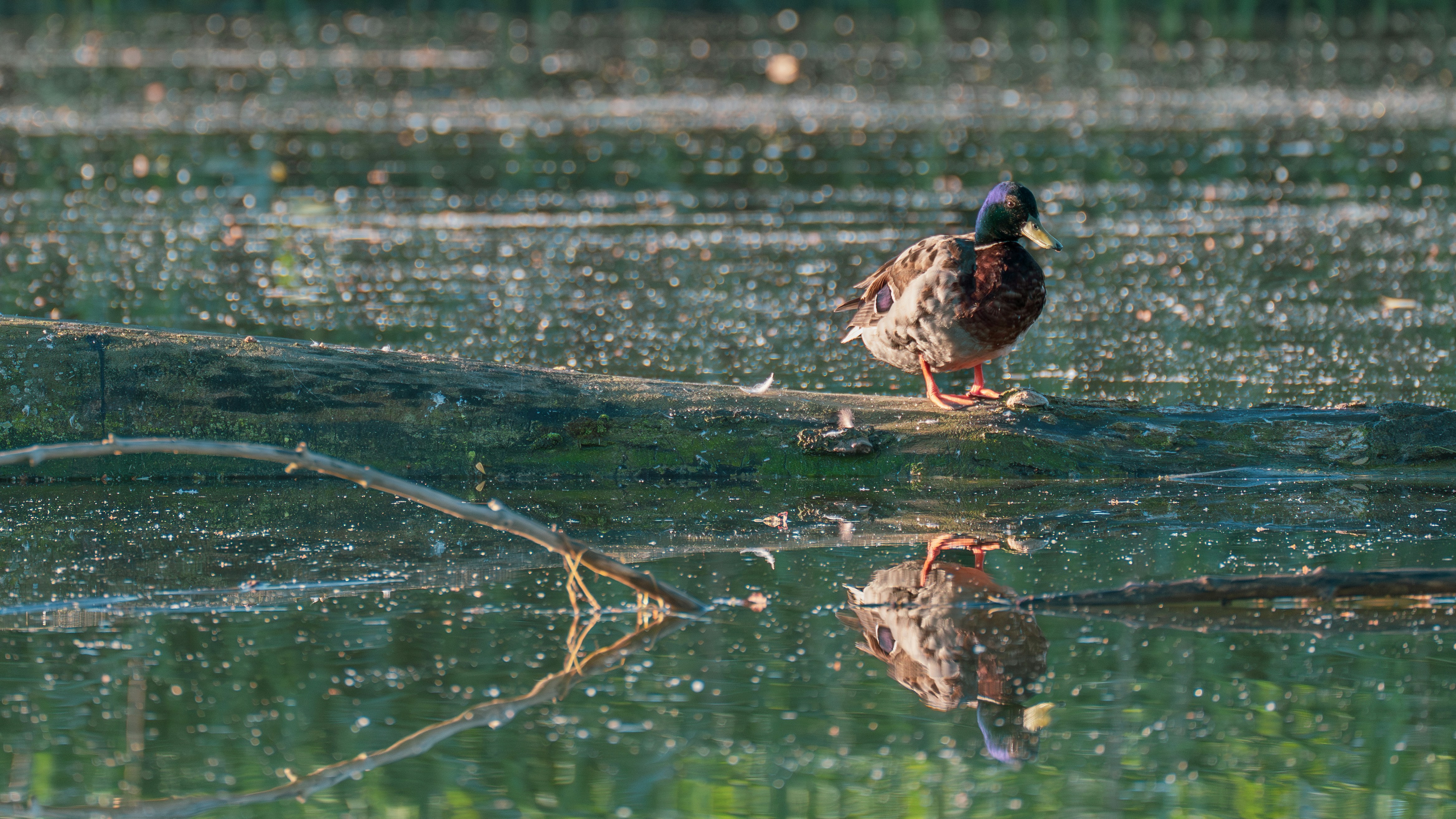 Photo by christelsphotos