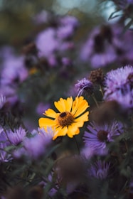A yellow flower surrounded by purple flowers