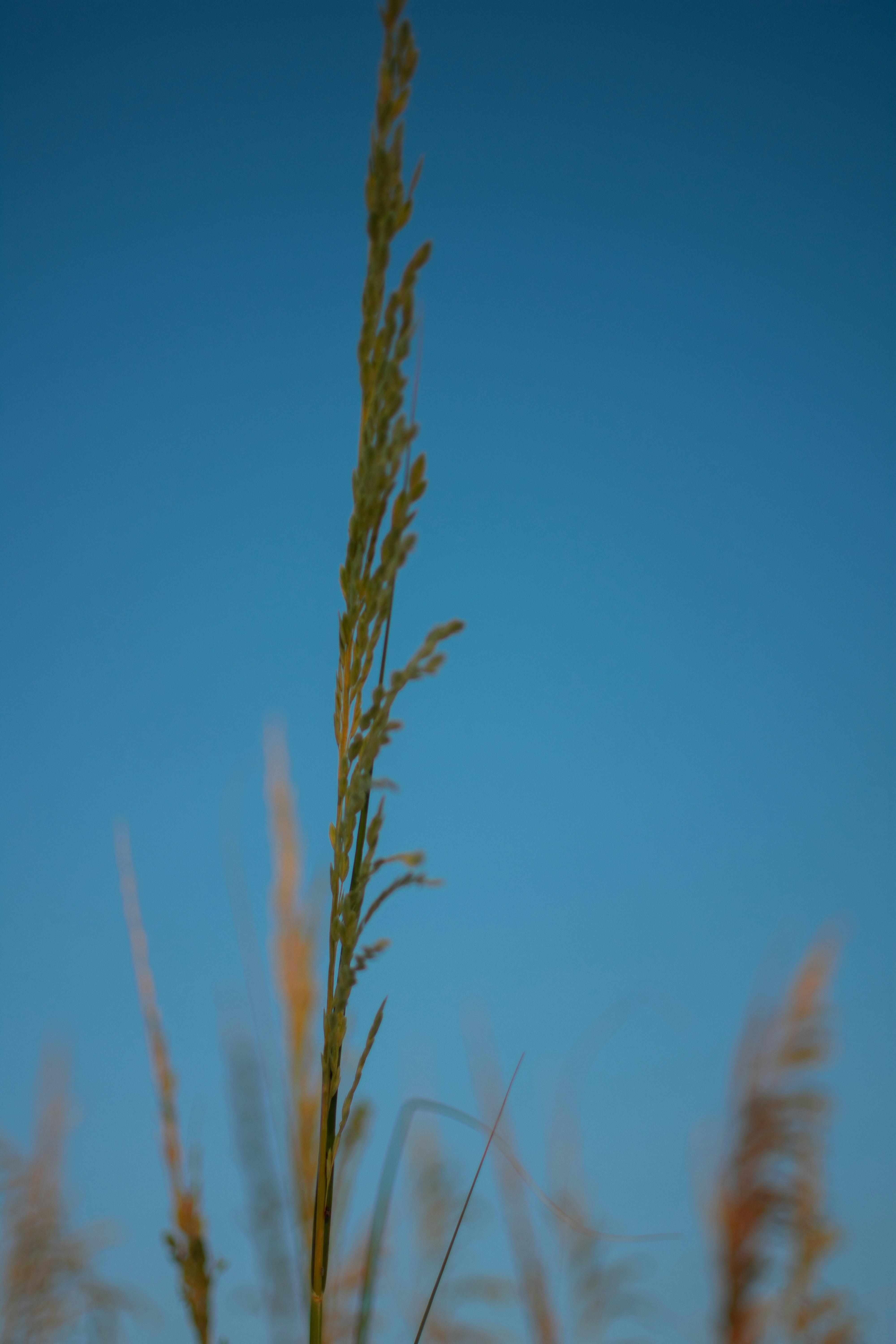 Photo by julianauribbe