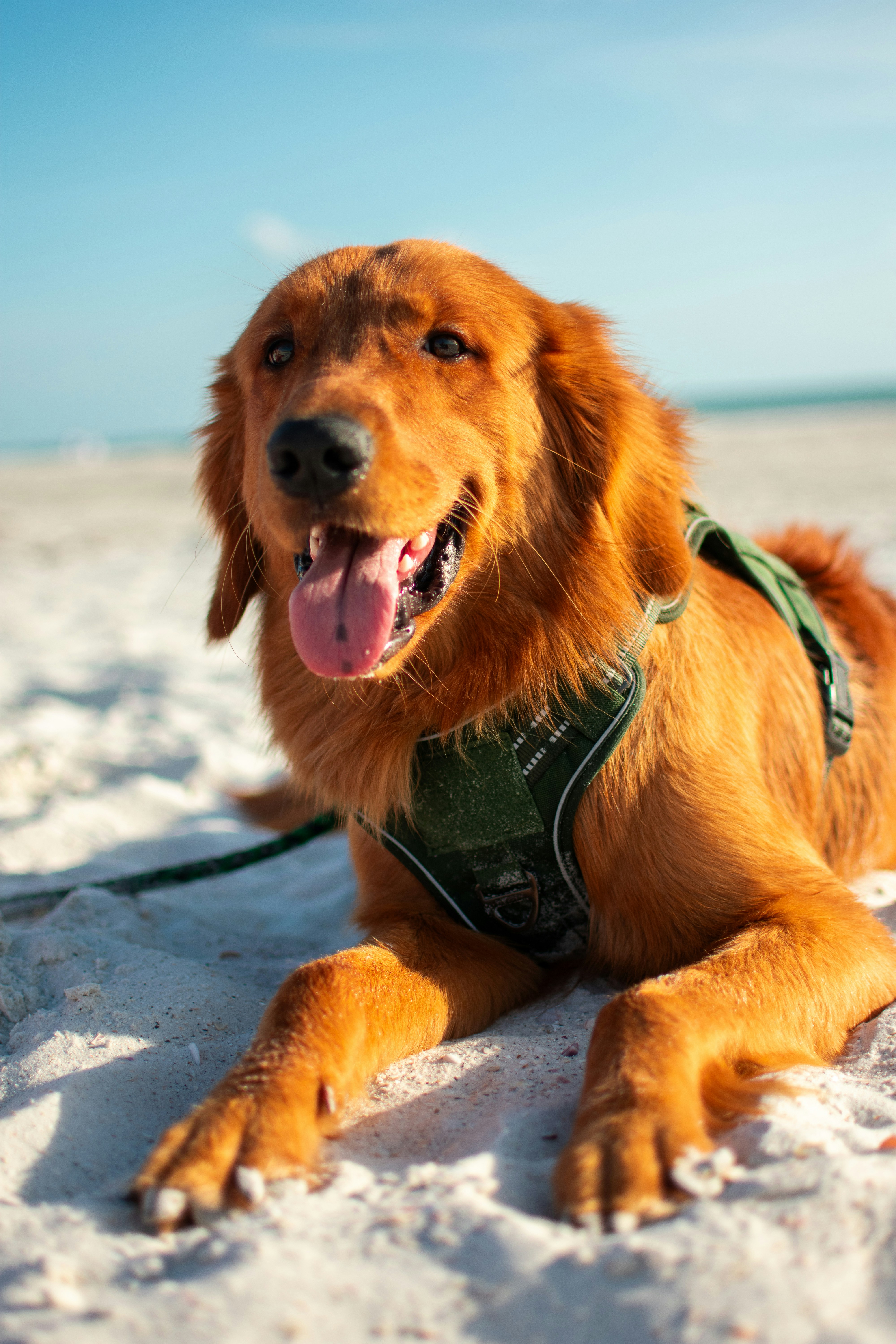 A brown dog laying in the snow wearing a harness photo – Free Beach ...