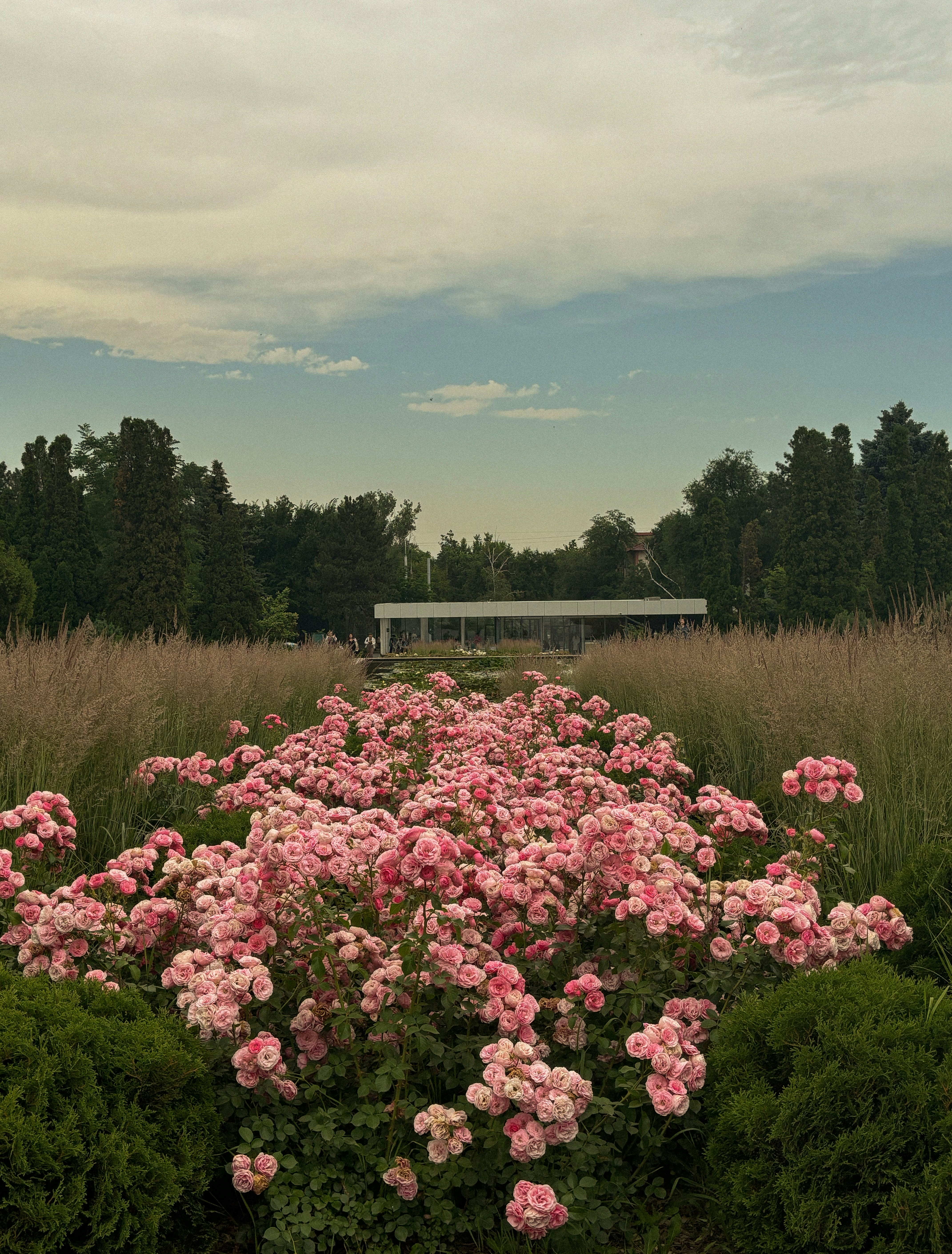 A field of pink flowers with a bench in the background photo – Free ...