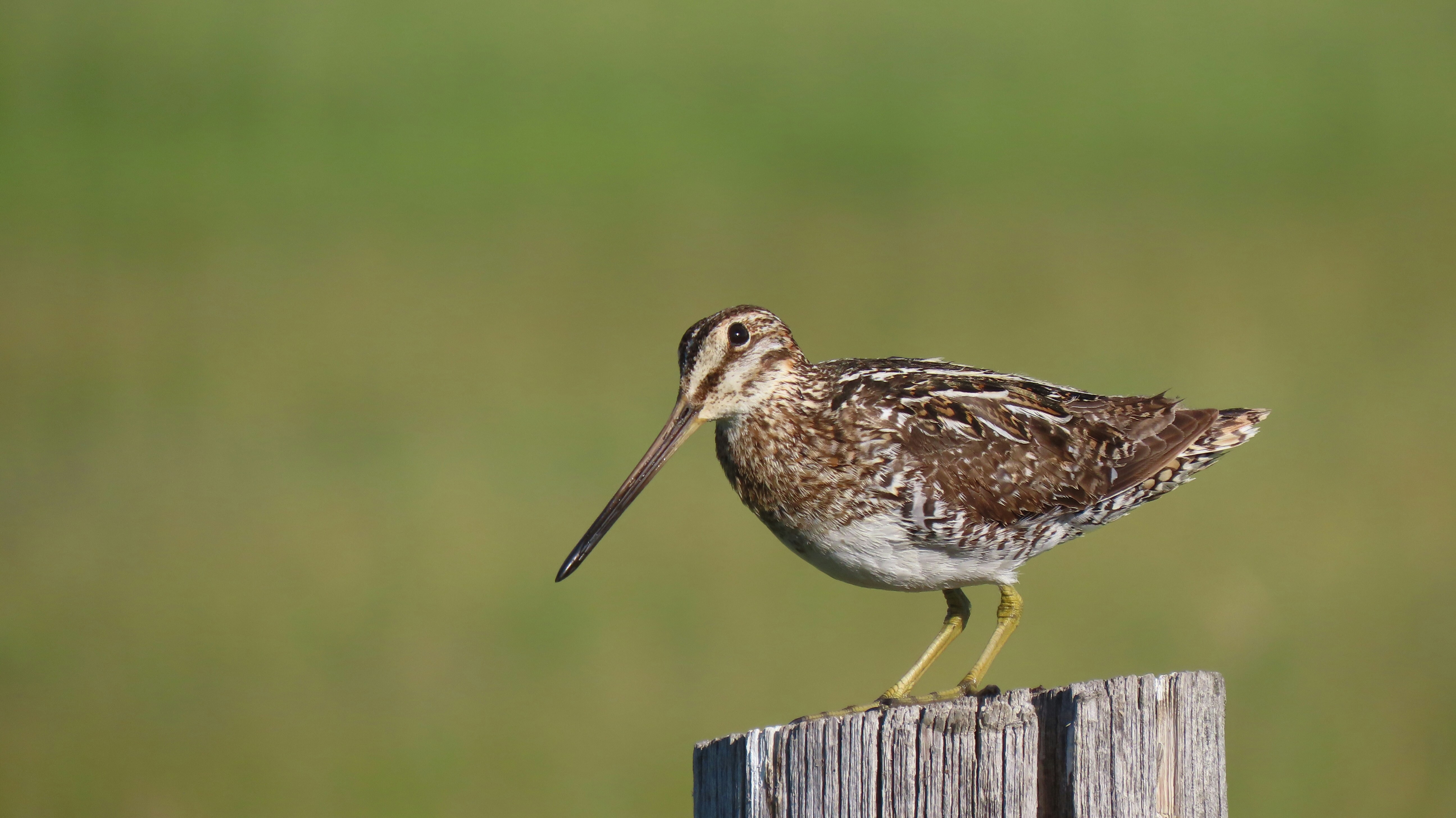 Photo by marchingnapkin