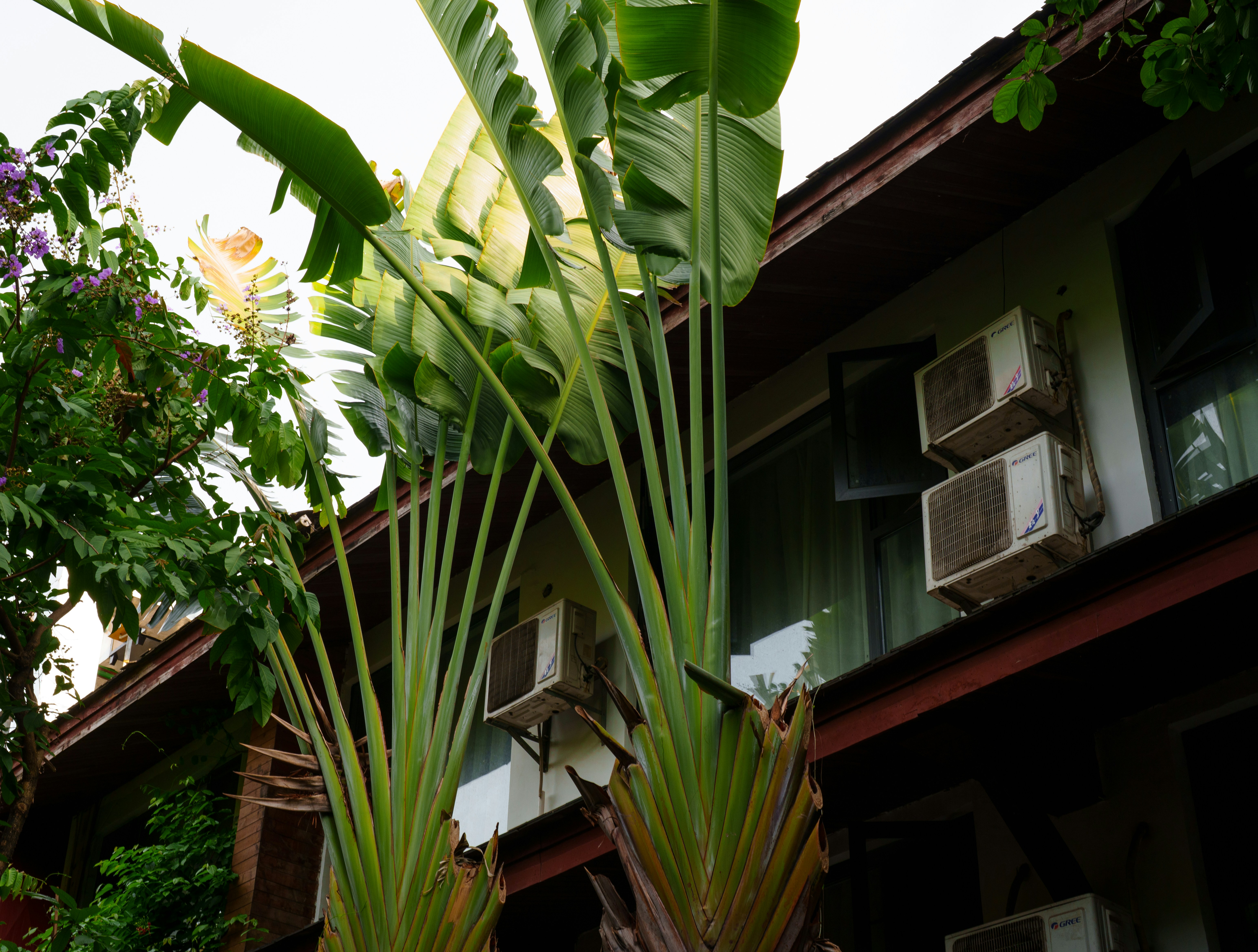 Large palm trees in front of building with air conditioners