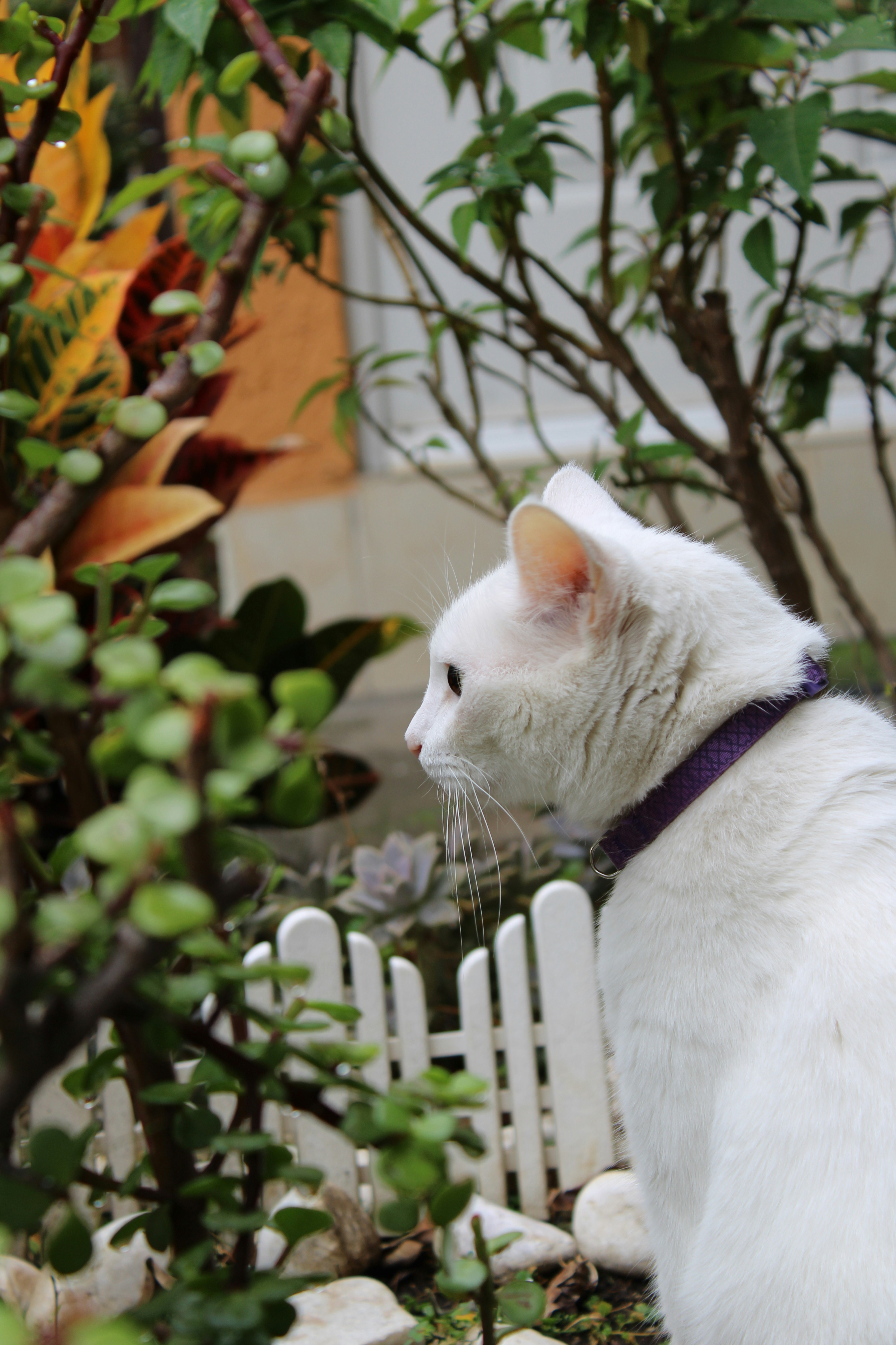 A white cat with a purple collar sitting in a garden