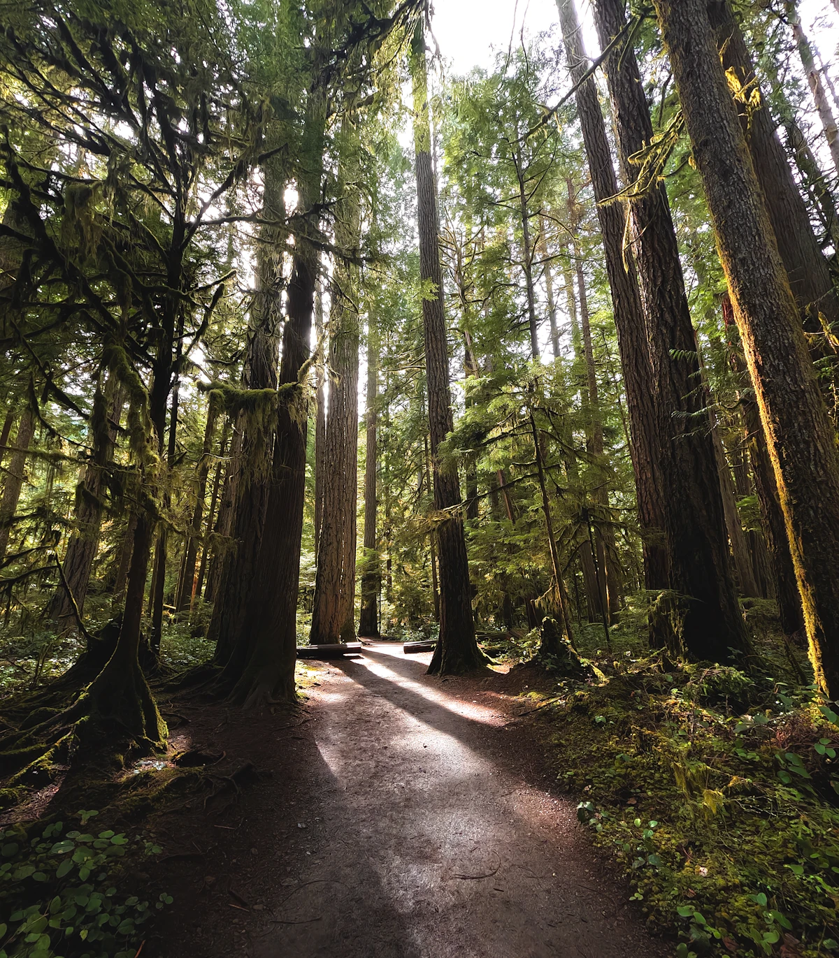Trail through a mossy Pacific Northwest rain forest
