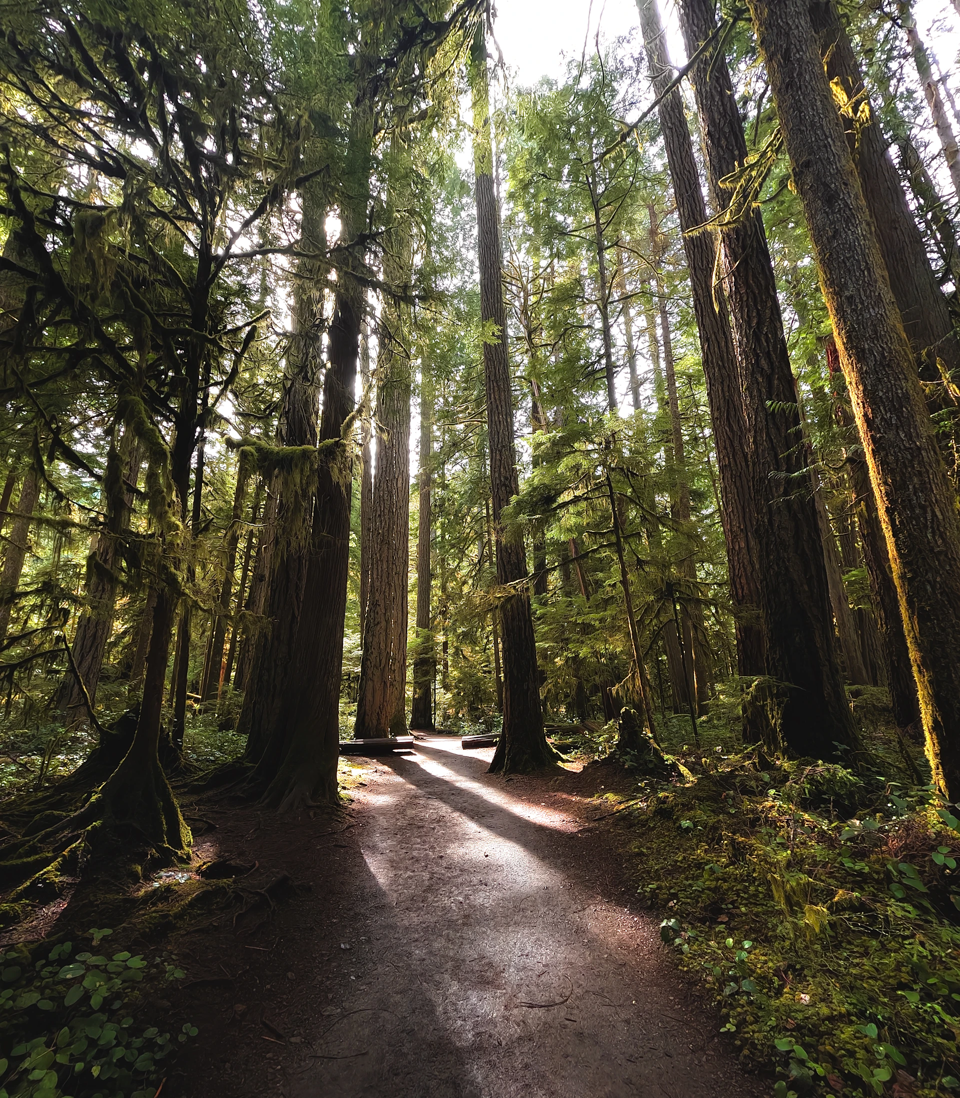 A path in the middle of a forest surrounded by tall trees