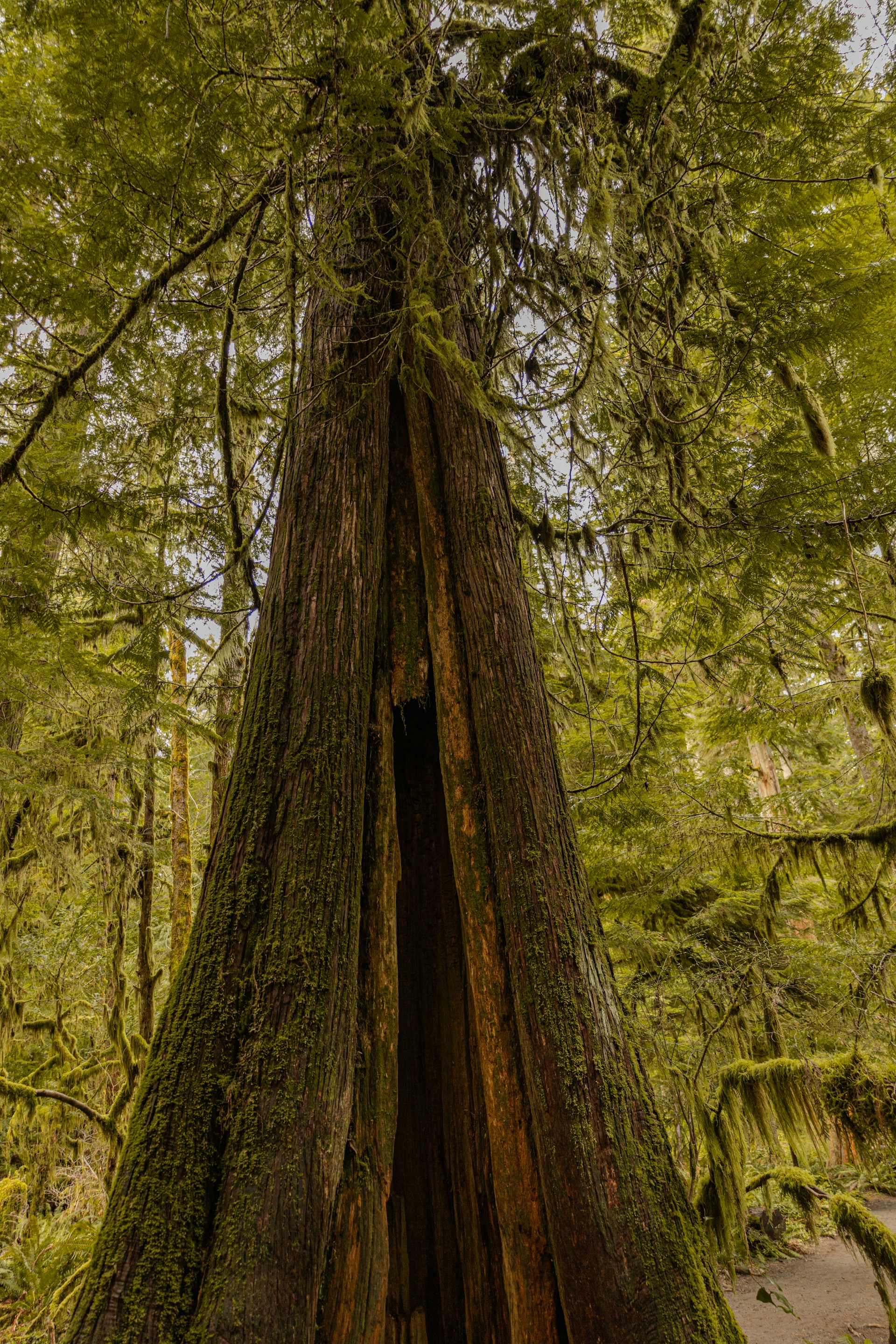 A large tree in the middle of a forest