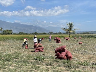 A group of people standing in a field