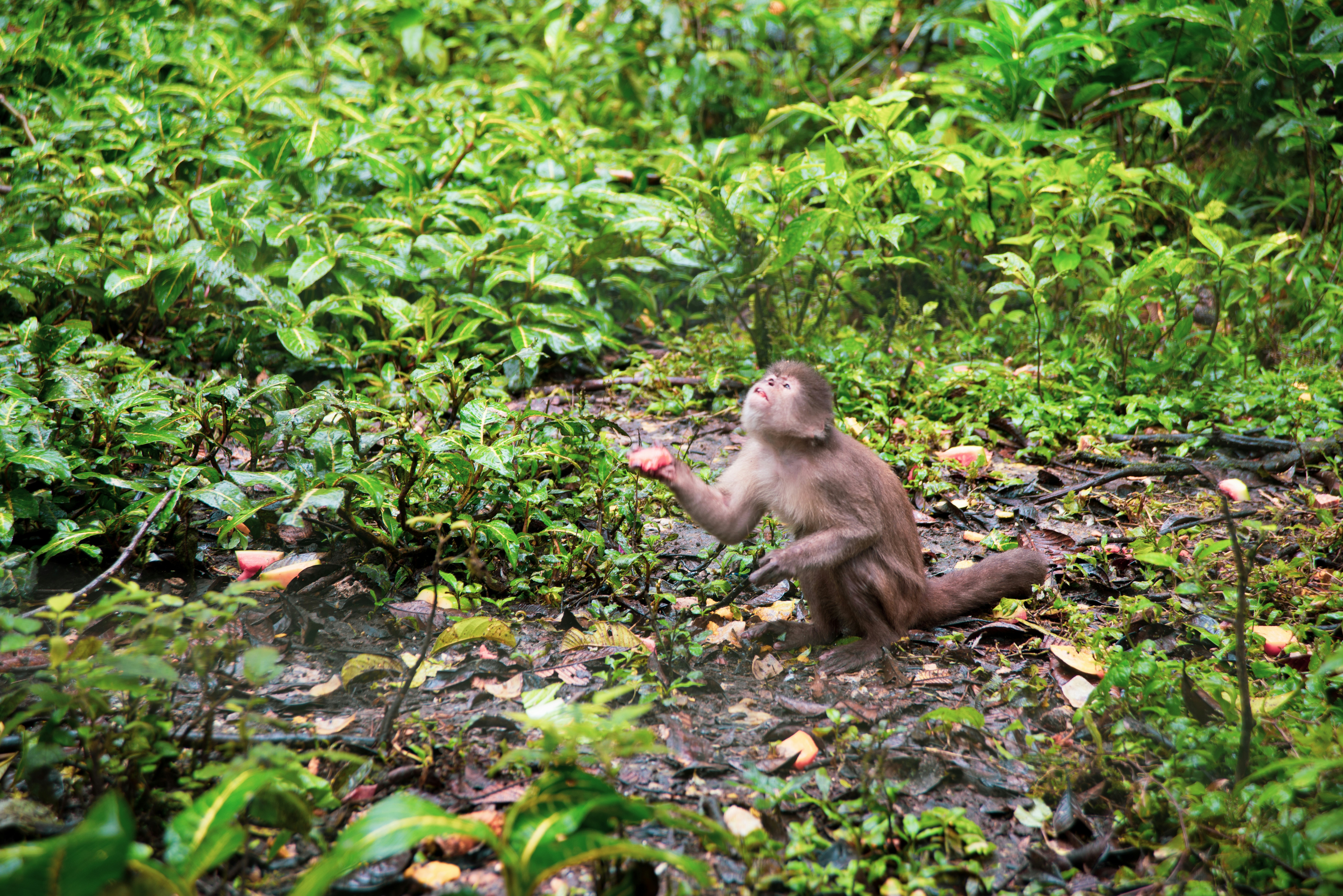 A monkey sitting in the middle of a forest