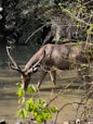 A wildebeest drinking water from a river