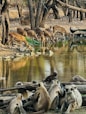 A group of monkeys sitting next to a body of water