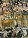 Ranthambore