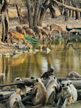 Ranthambore
