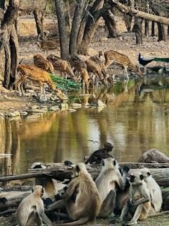 A group of monkeys sitting next to a body of water