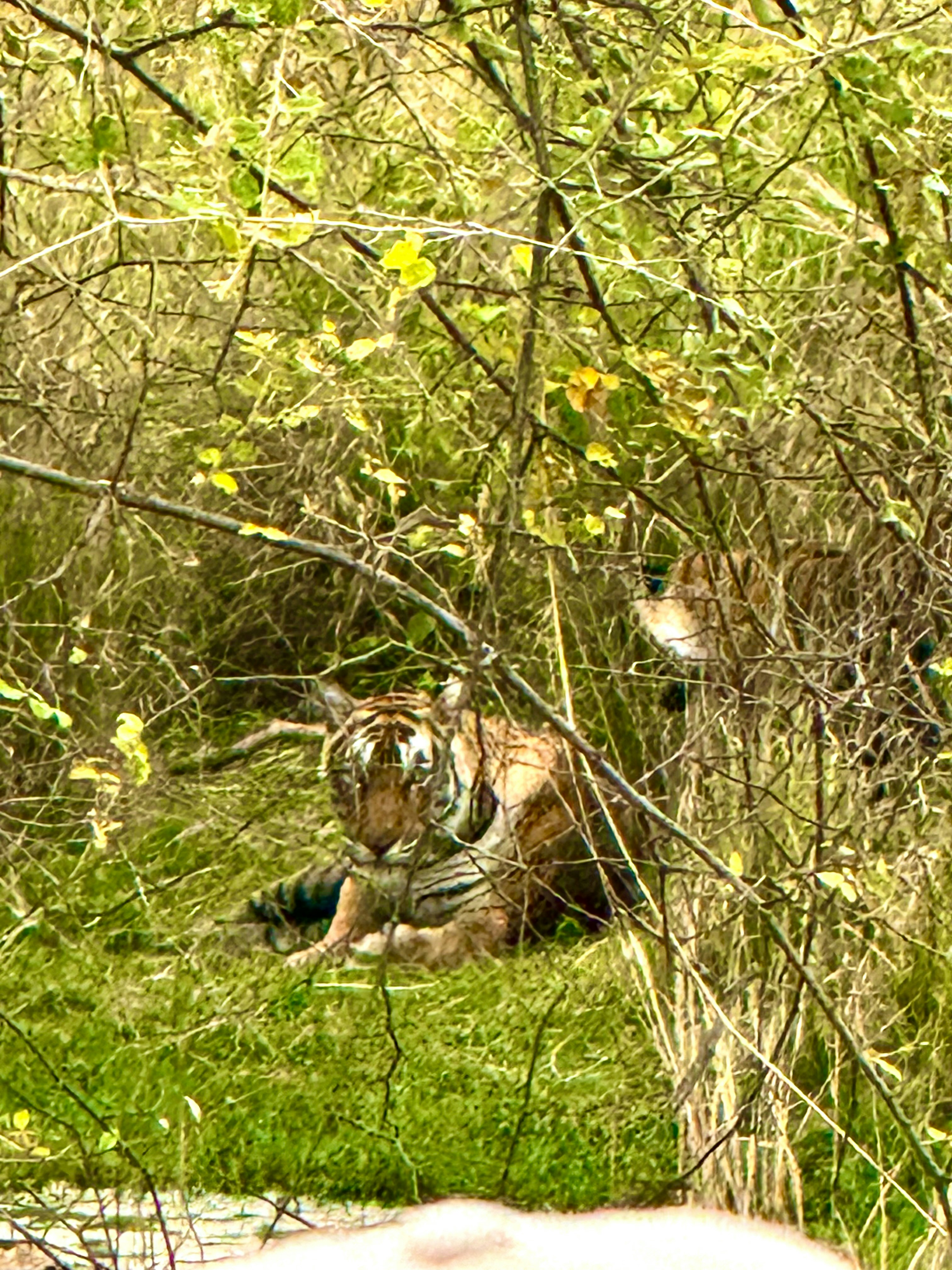 Ranthambore National Park, India: Tigers Among Temples (image credits: unsplash)