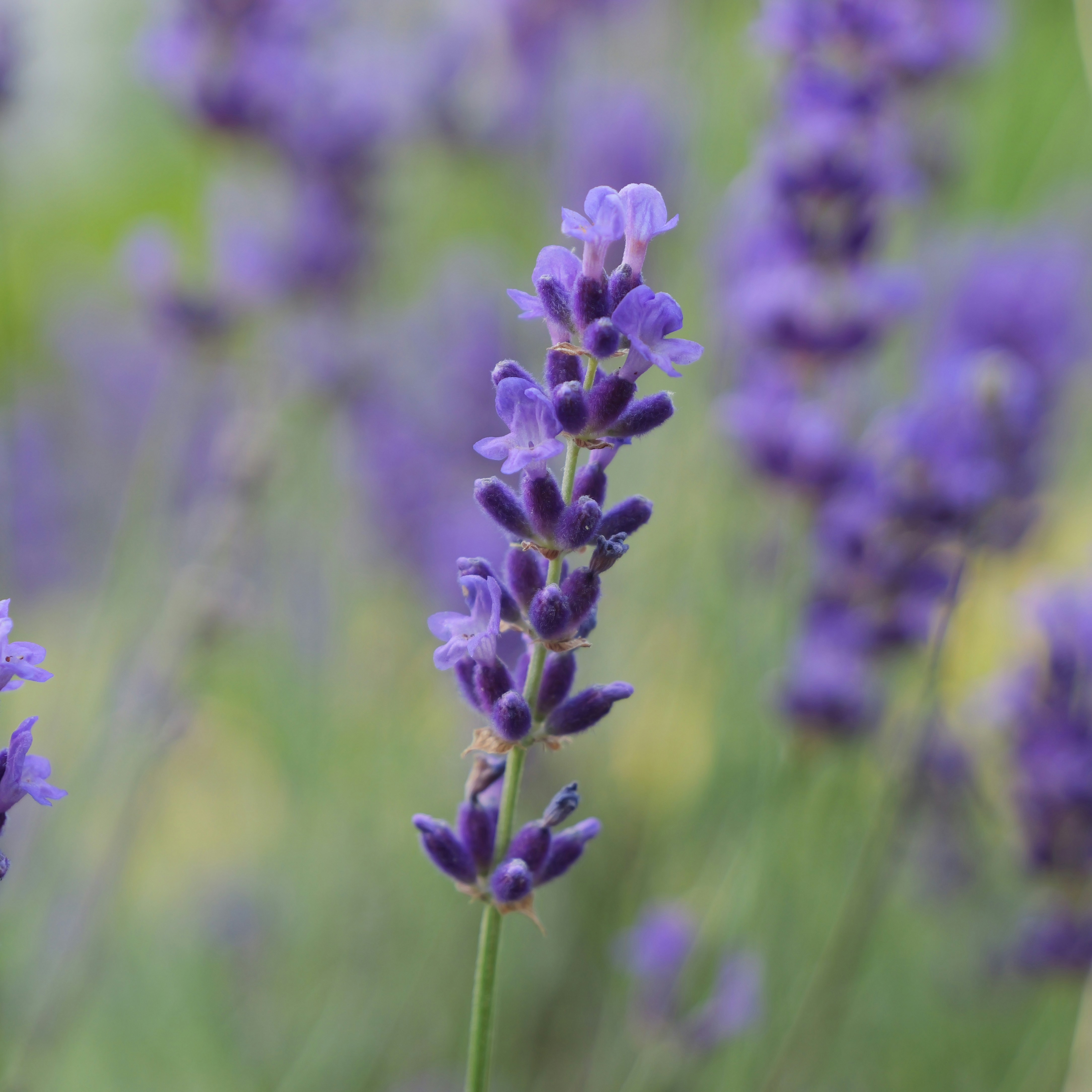 Photo by karonthompson