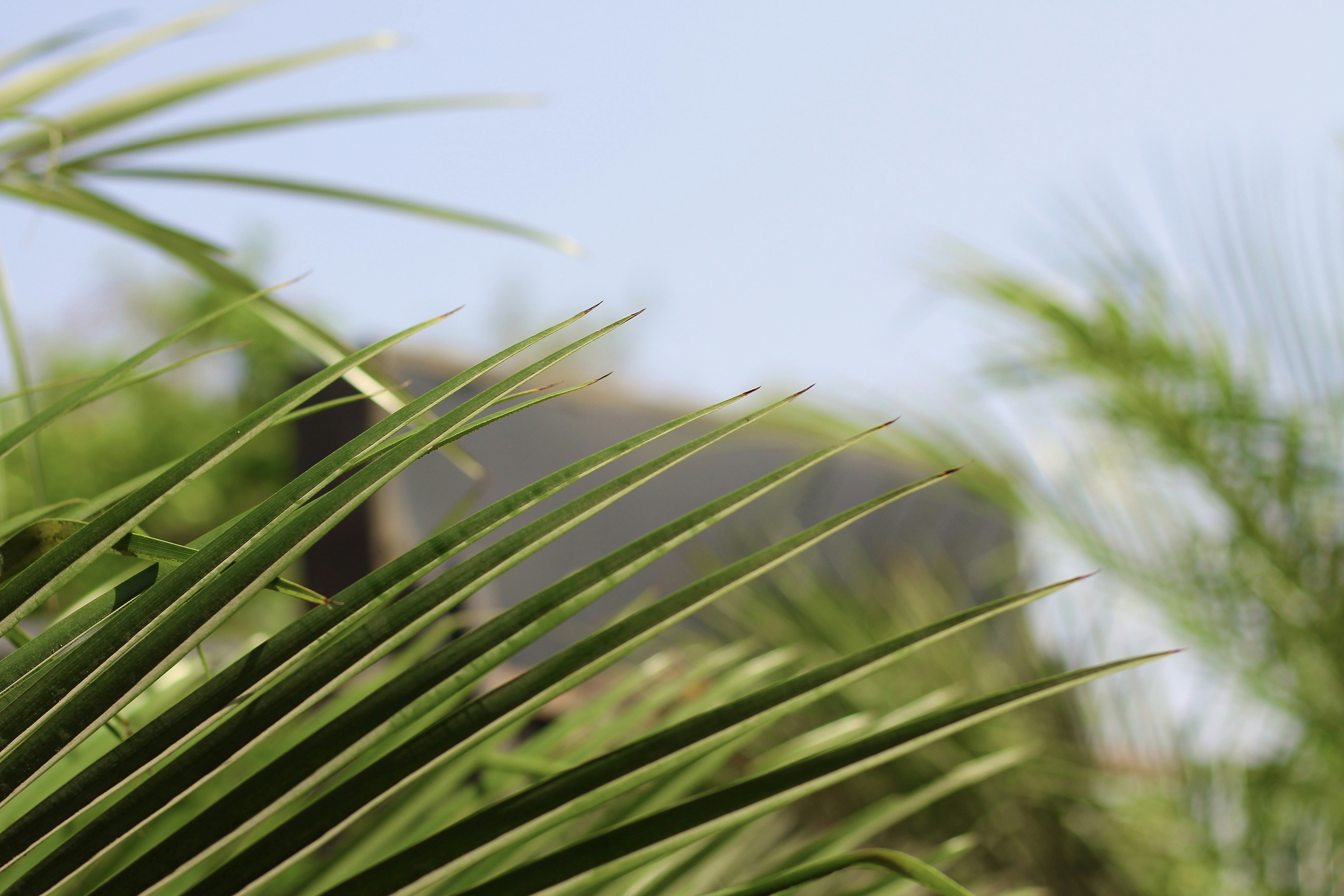 A blurry photo of a palm tree with a building in the background