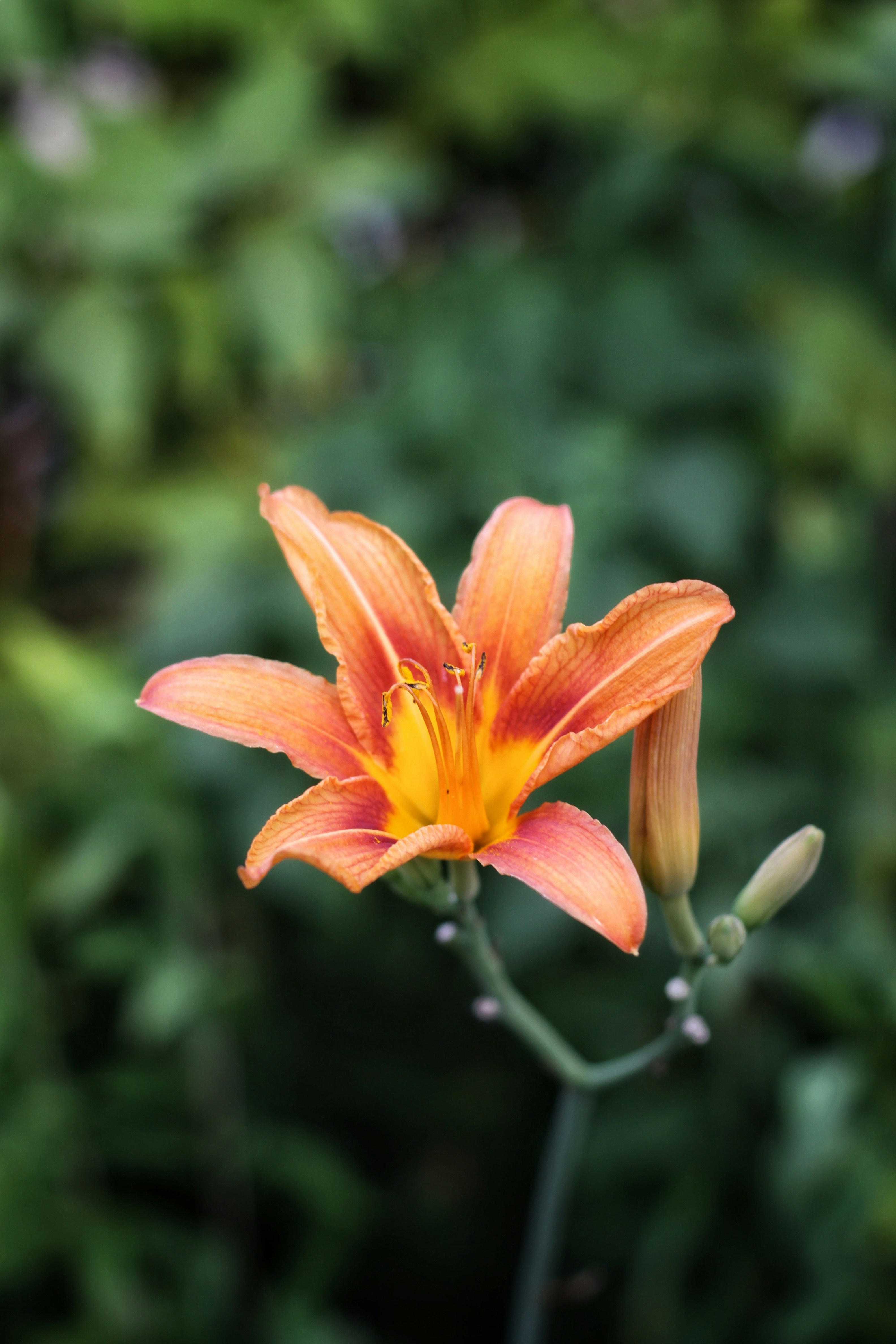 Photo by lilianflower