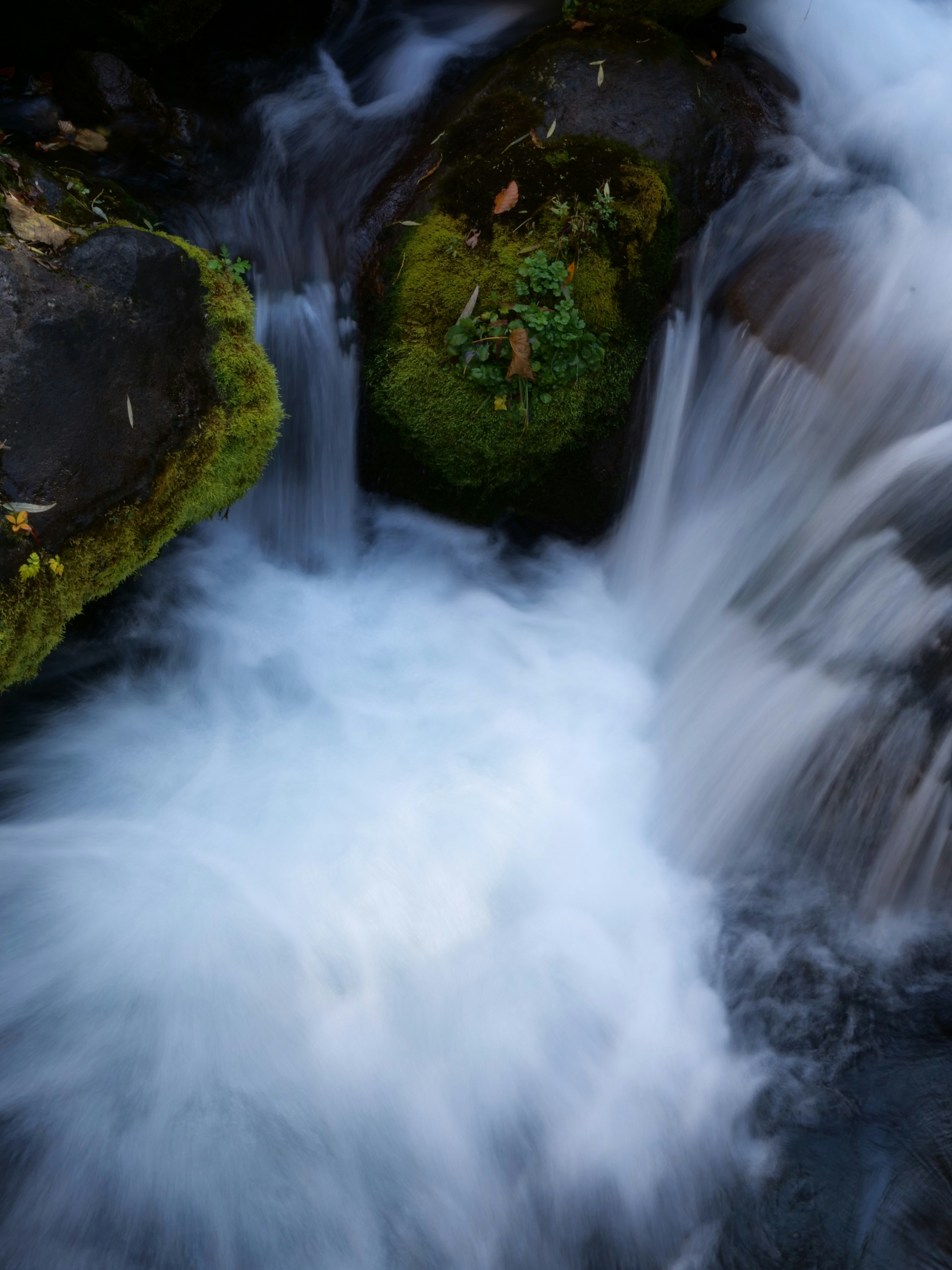 Photo by greendinosaur_com