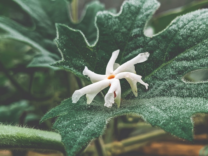 NatureHealing