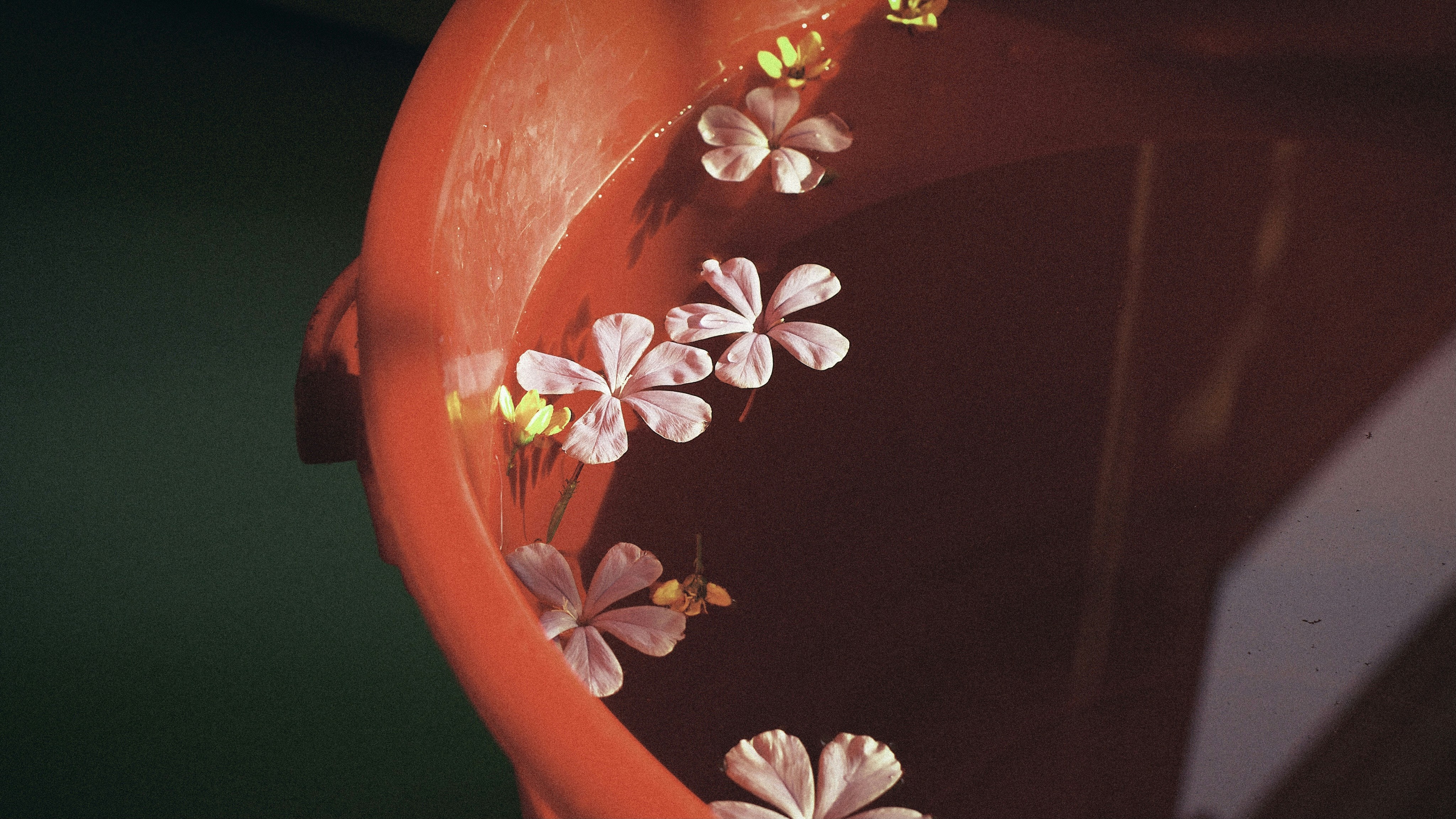 A close up of a vase with flowers on it