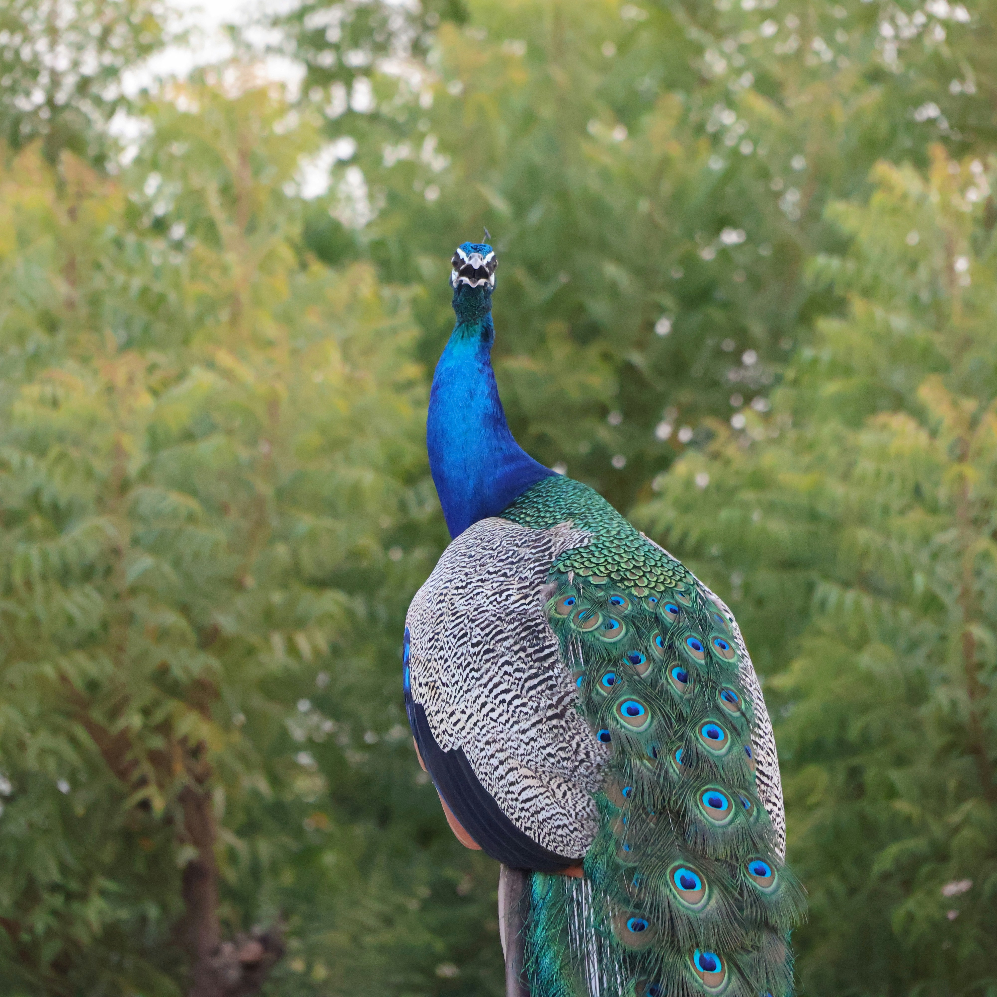 The Waiting Did Not Ask