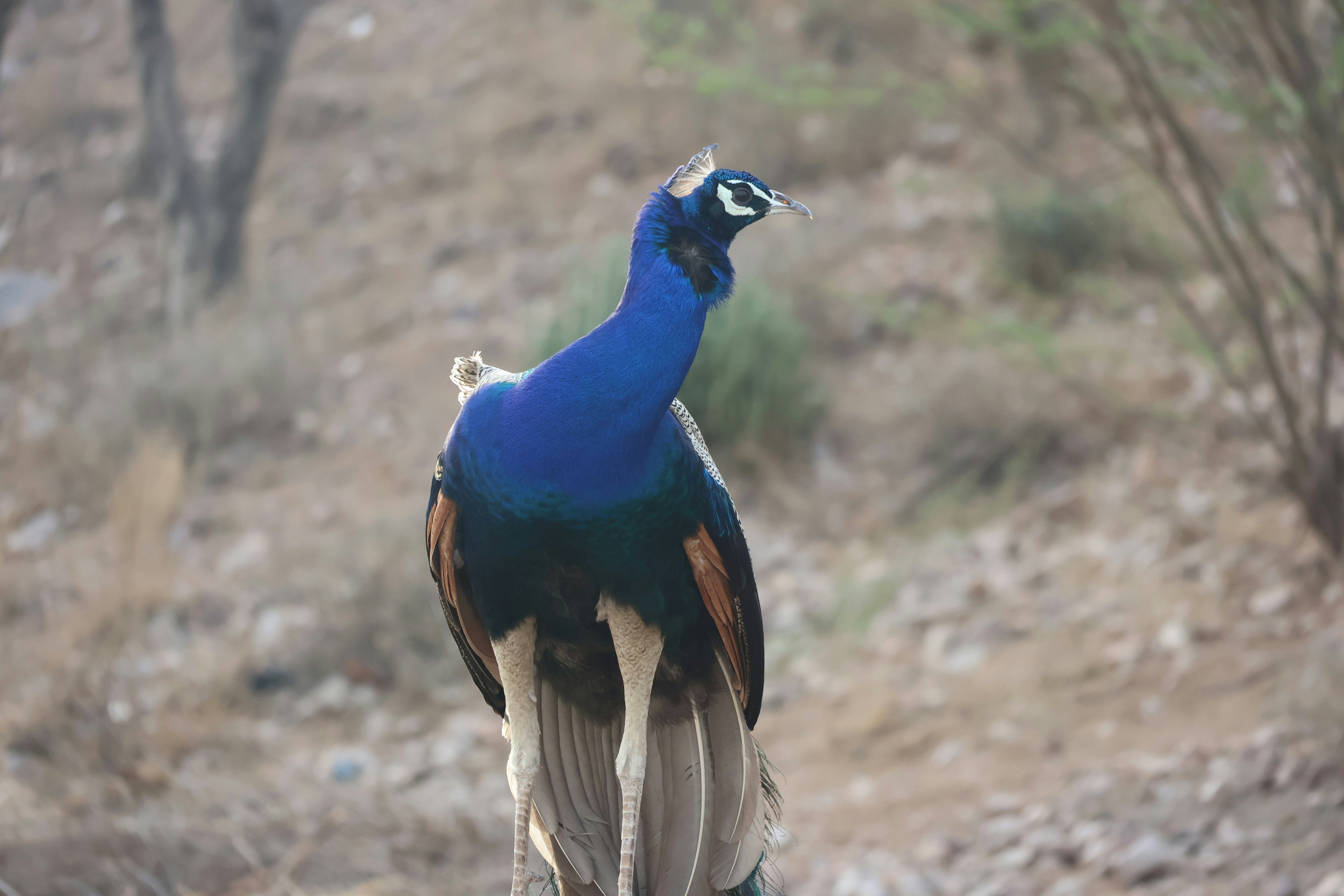 A blue and brown bird standing on top of a rock