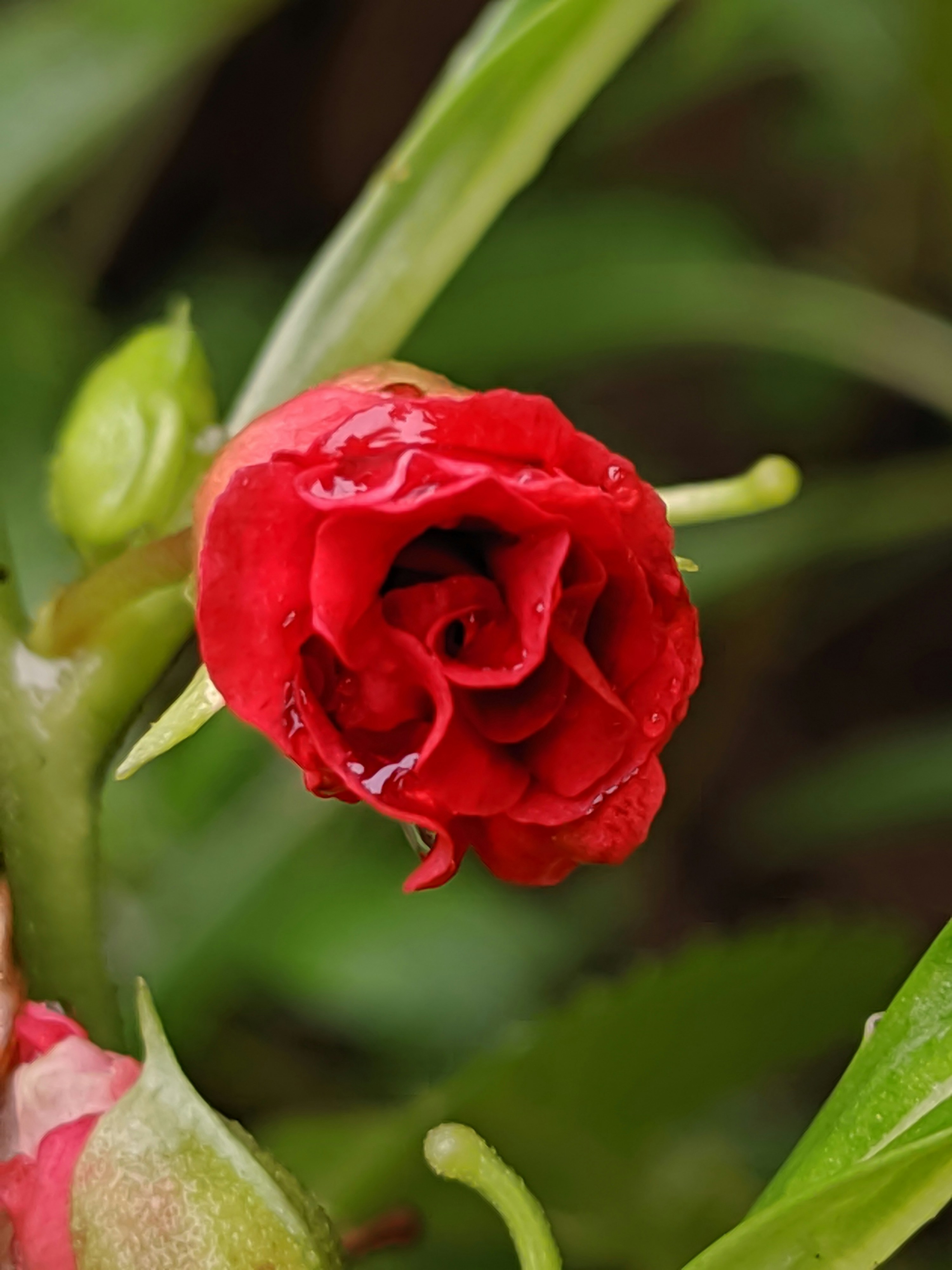 Photo by imdebiprasad