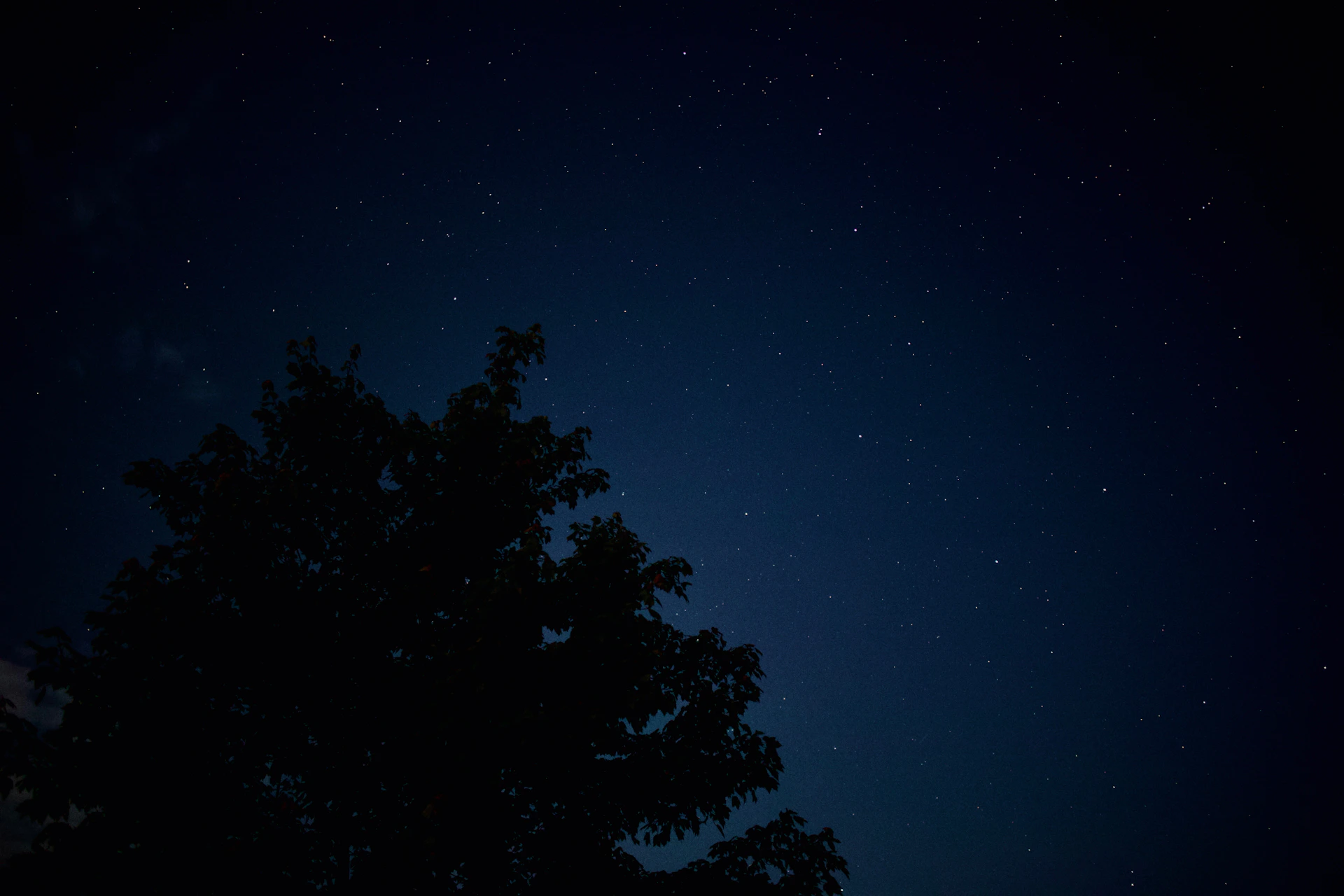A night sky with stars and a tree in the foreground